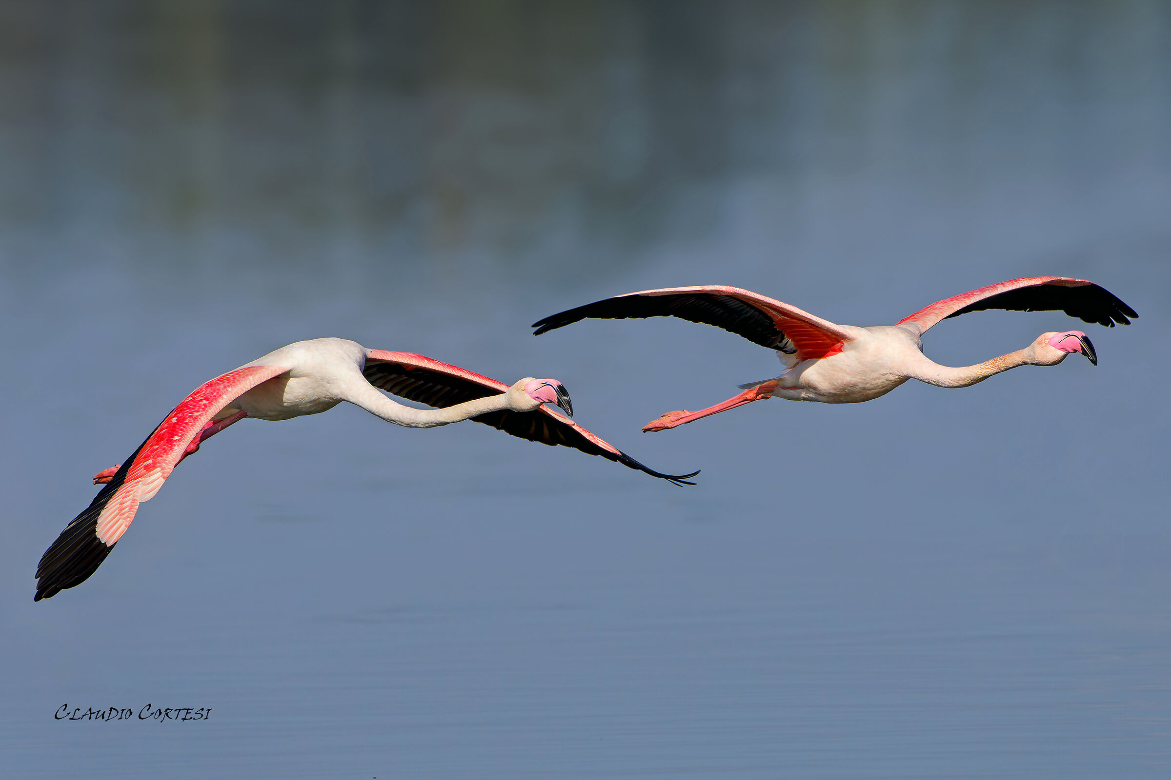 Pink flamingos