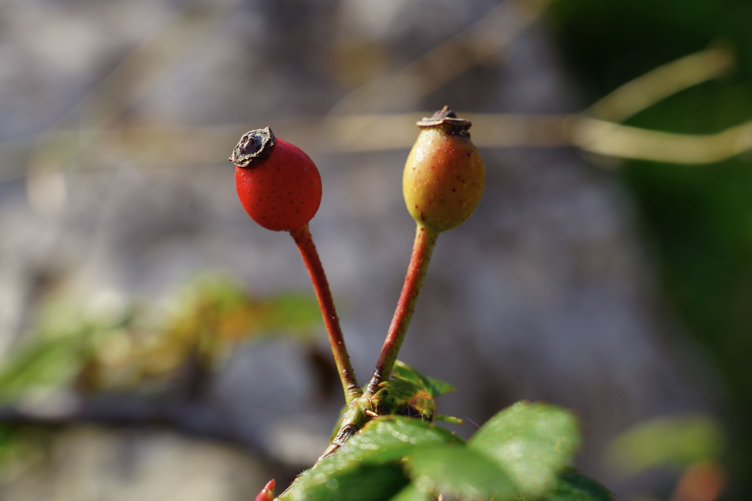 Wild rosehip