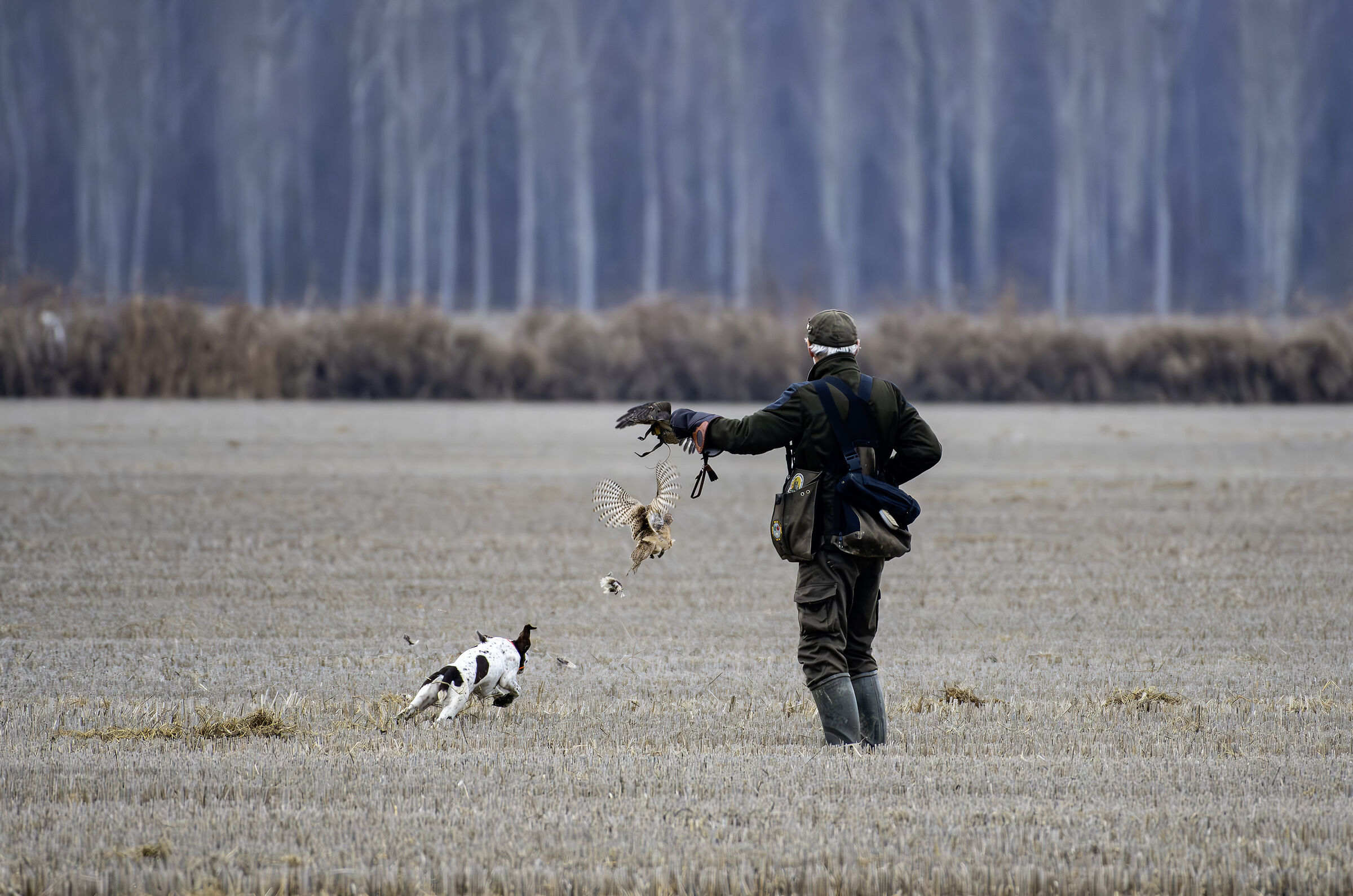 Hunting with the falcon