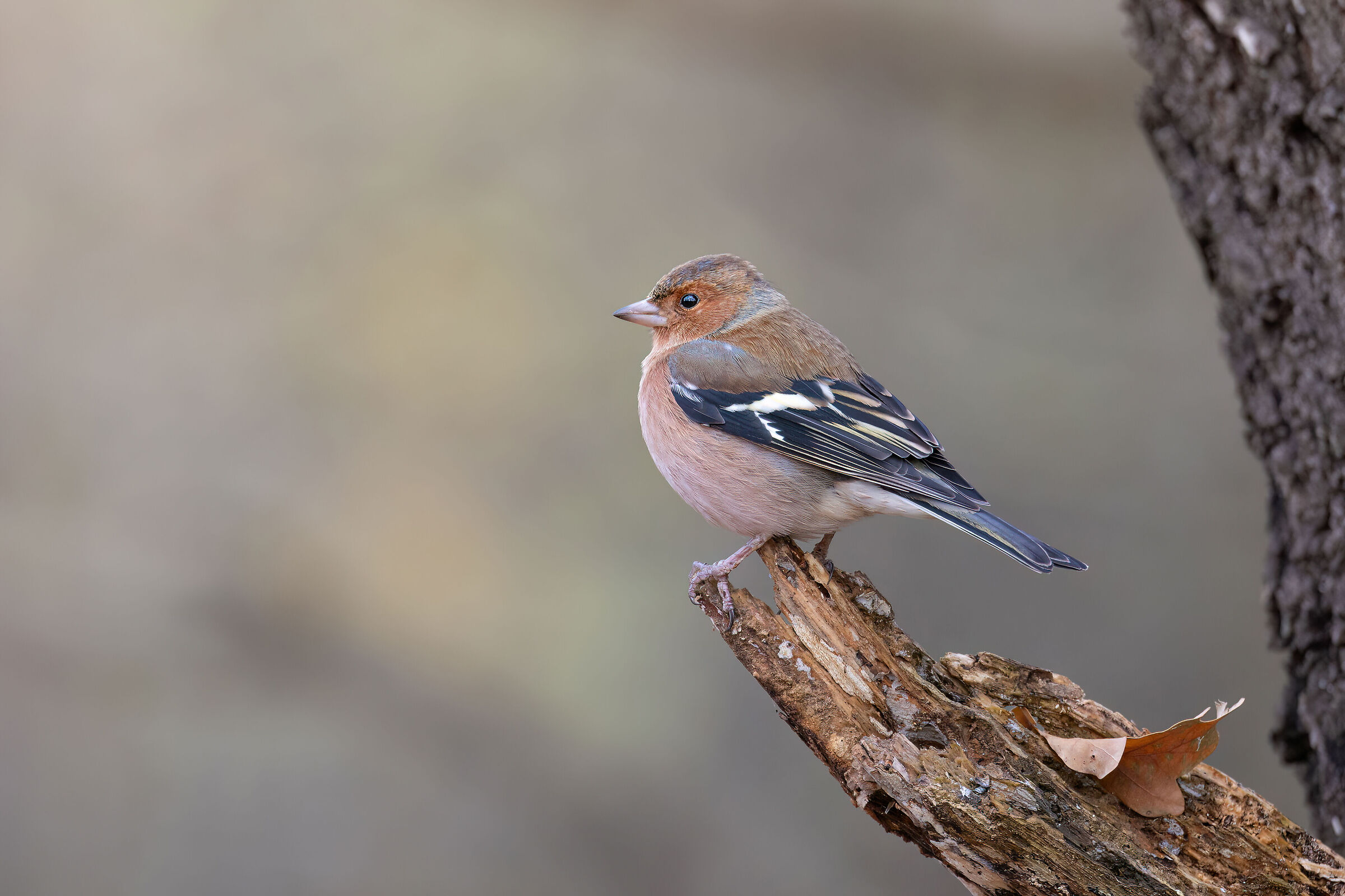 Chaffinch in the grove