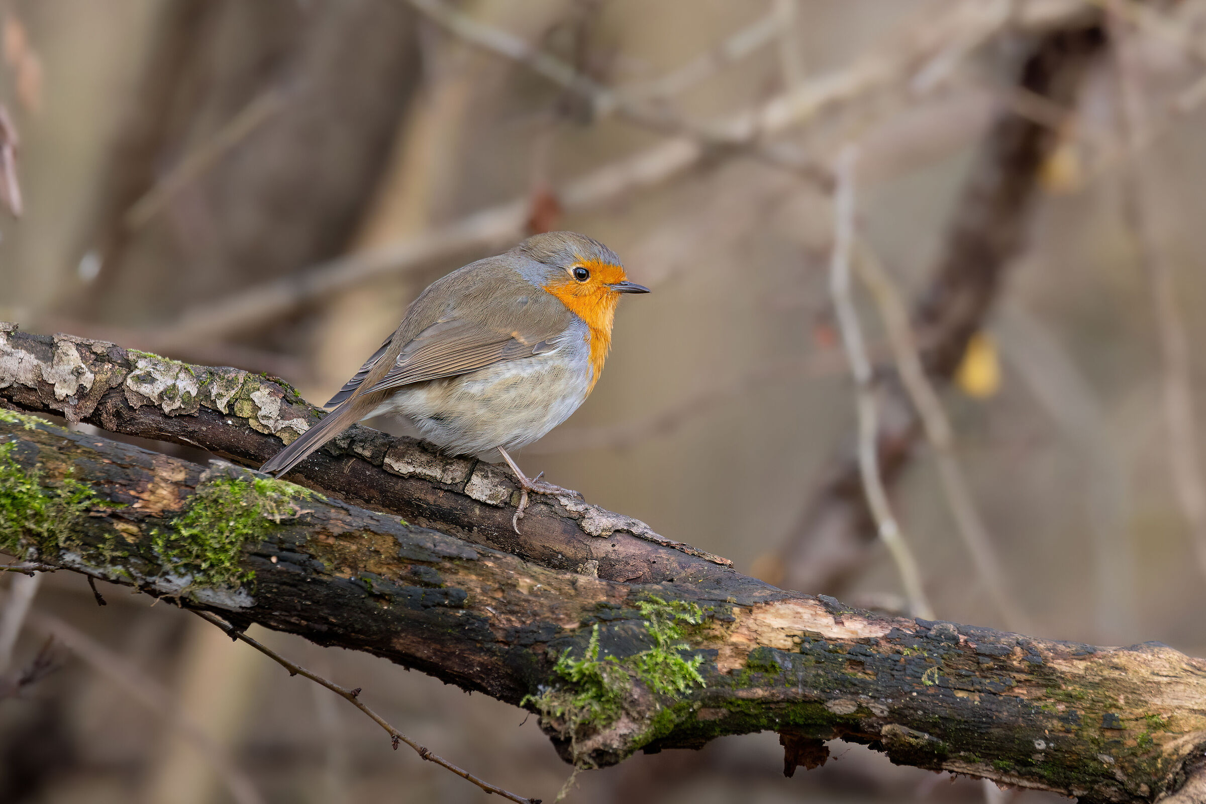 Robin on branch