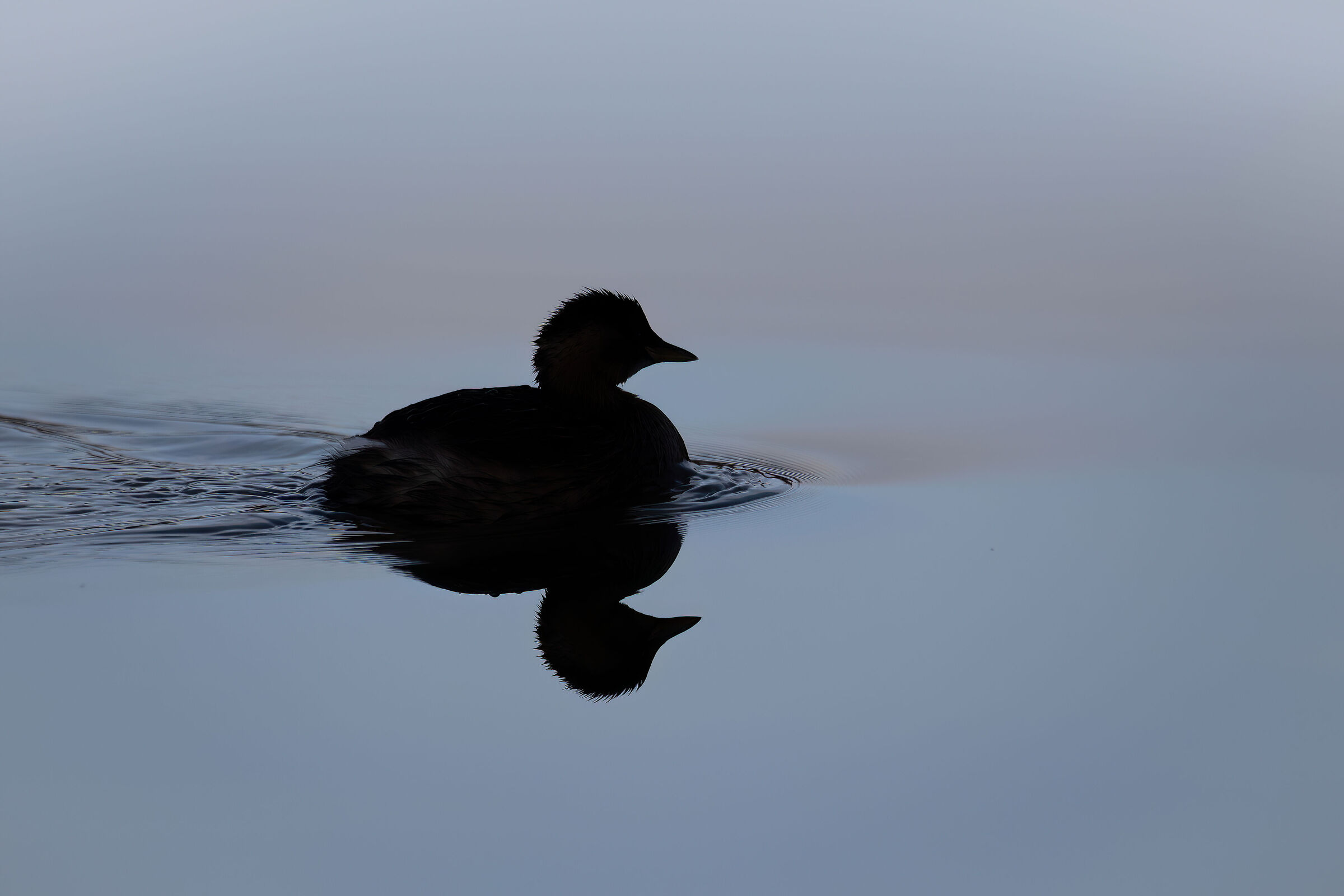 The dark side of the little grebe