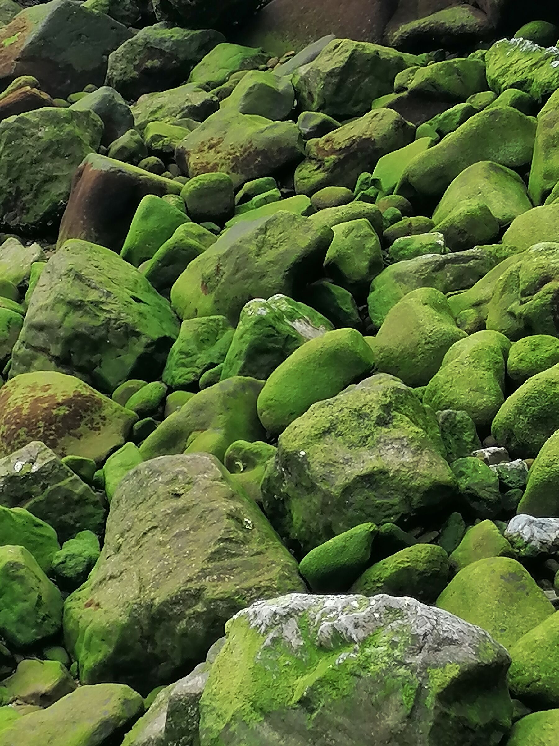Sea moss