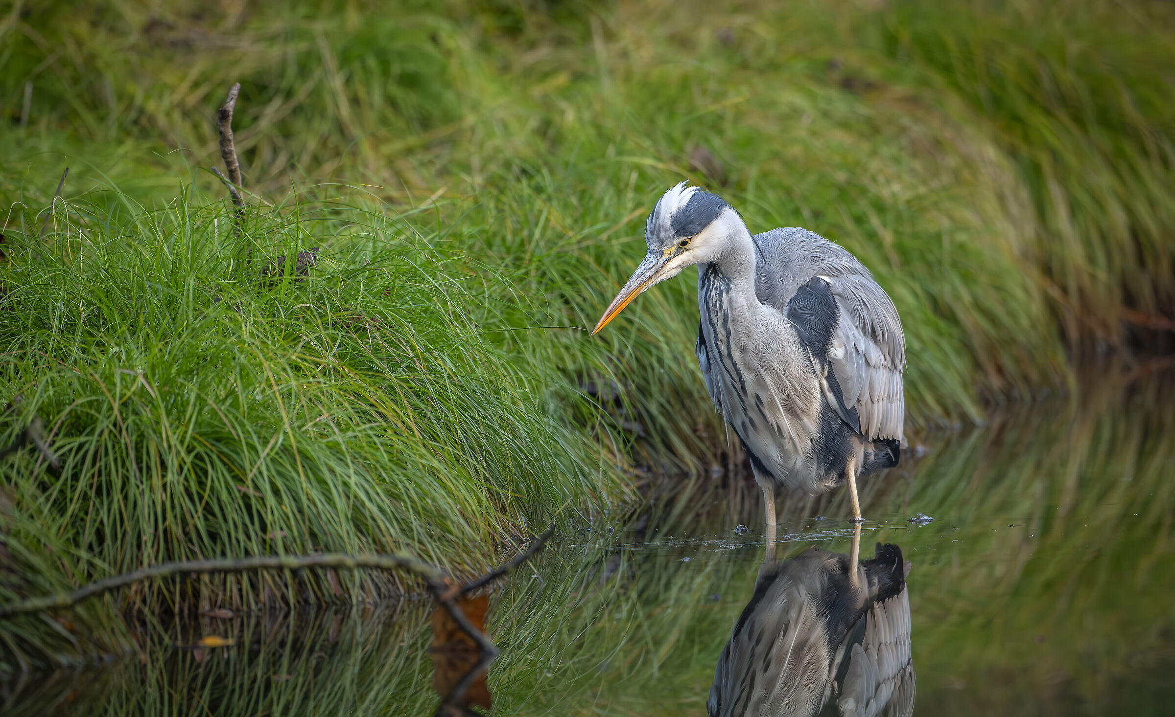 Grey heron