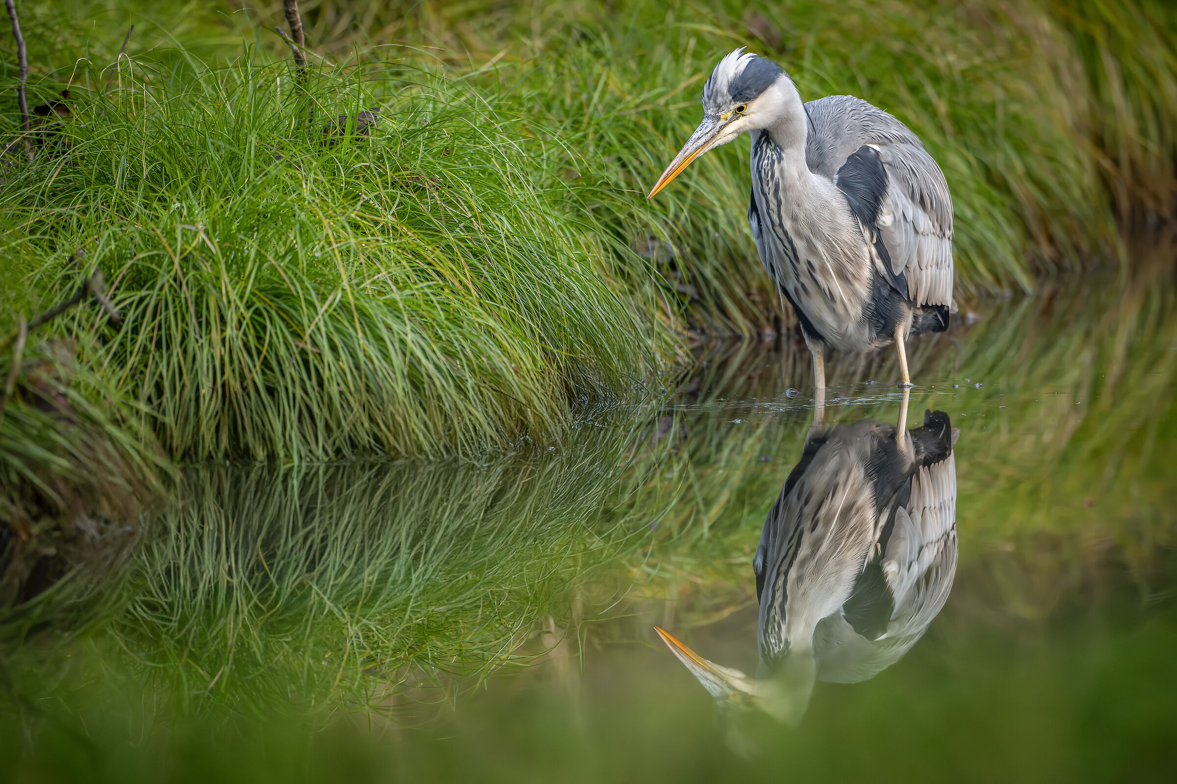 Grey heron