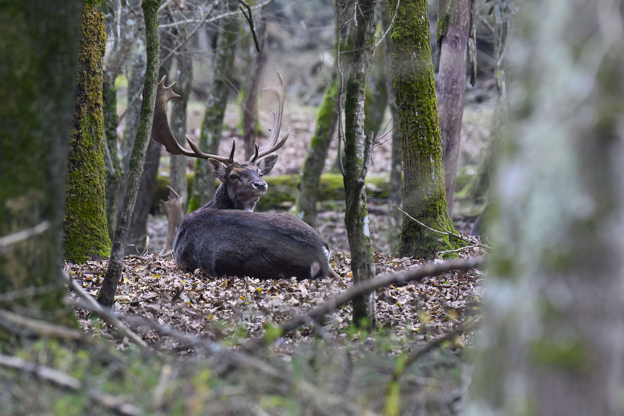 Fallow deer at rest
