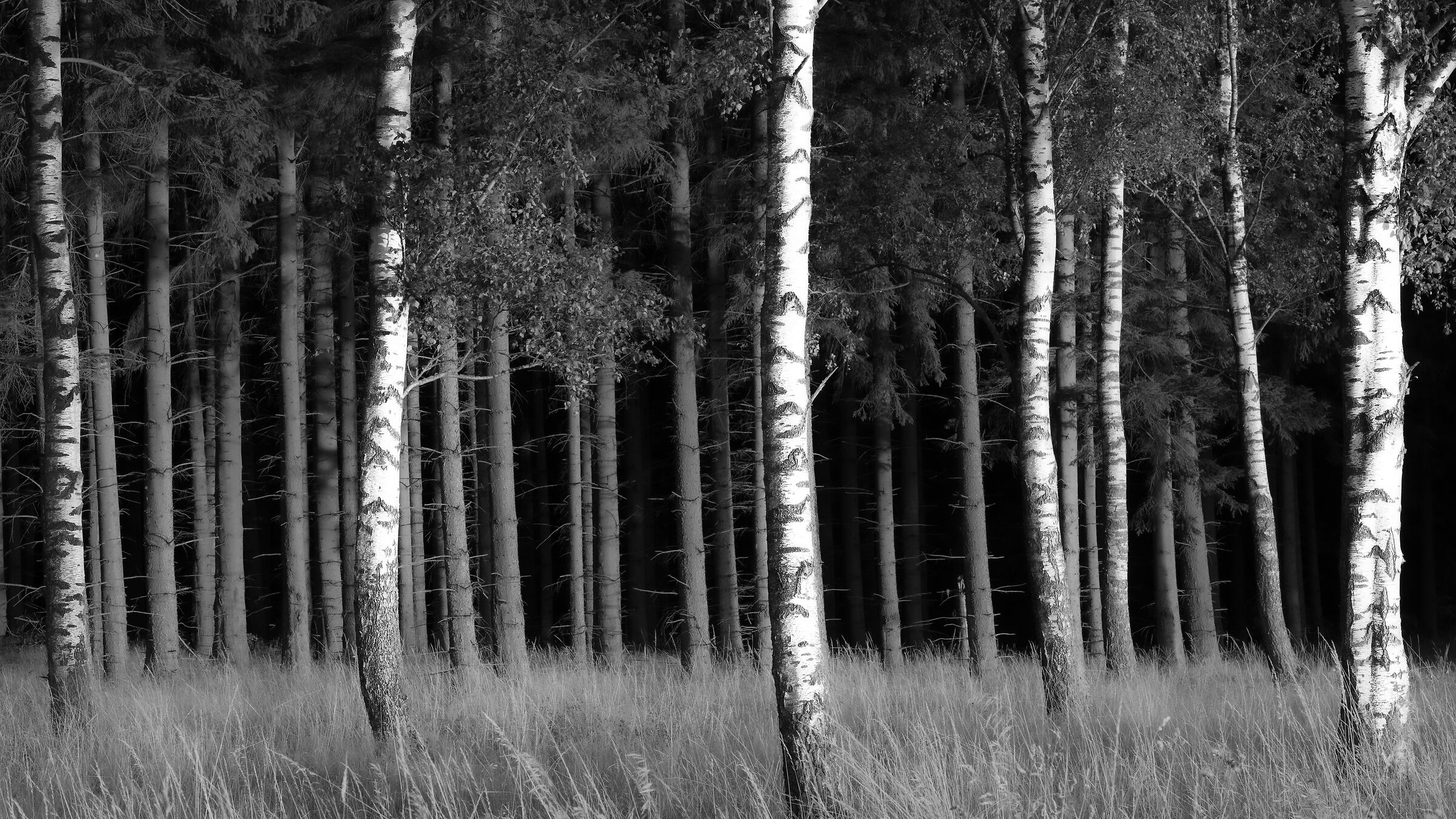 Swedish woodland at dusk
