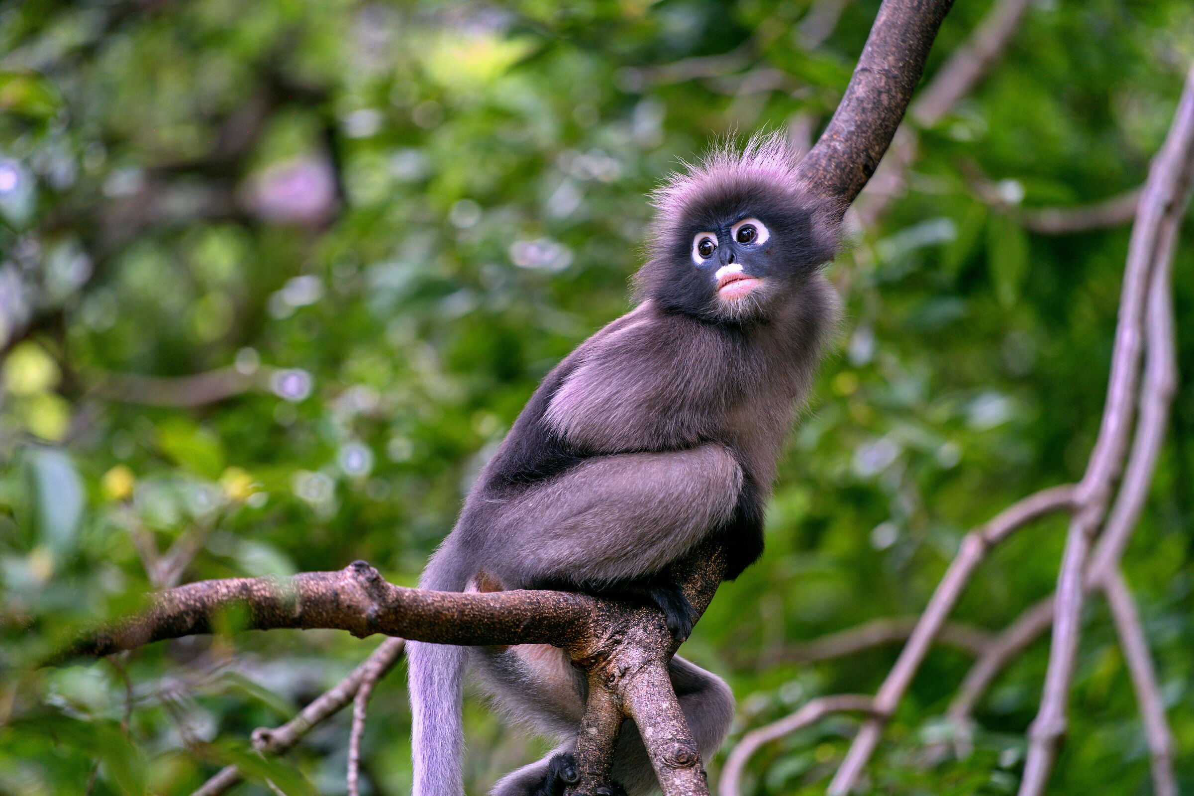 Scimmie langur Thailandia