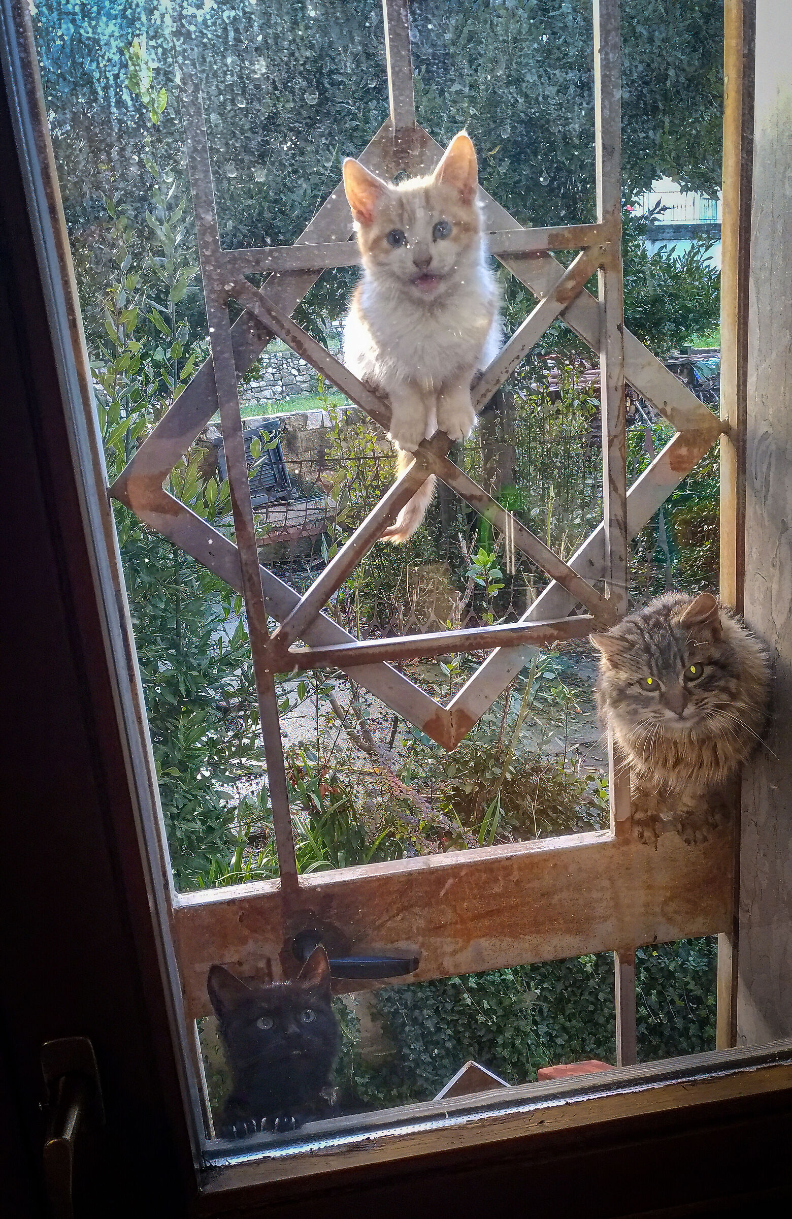 Familiar Cats