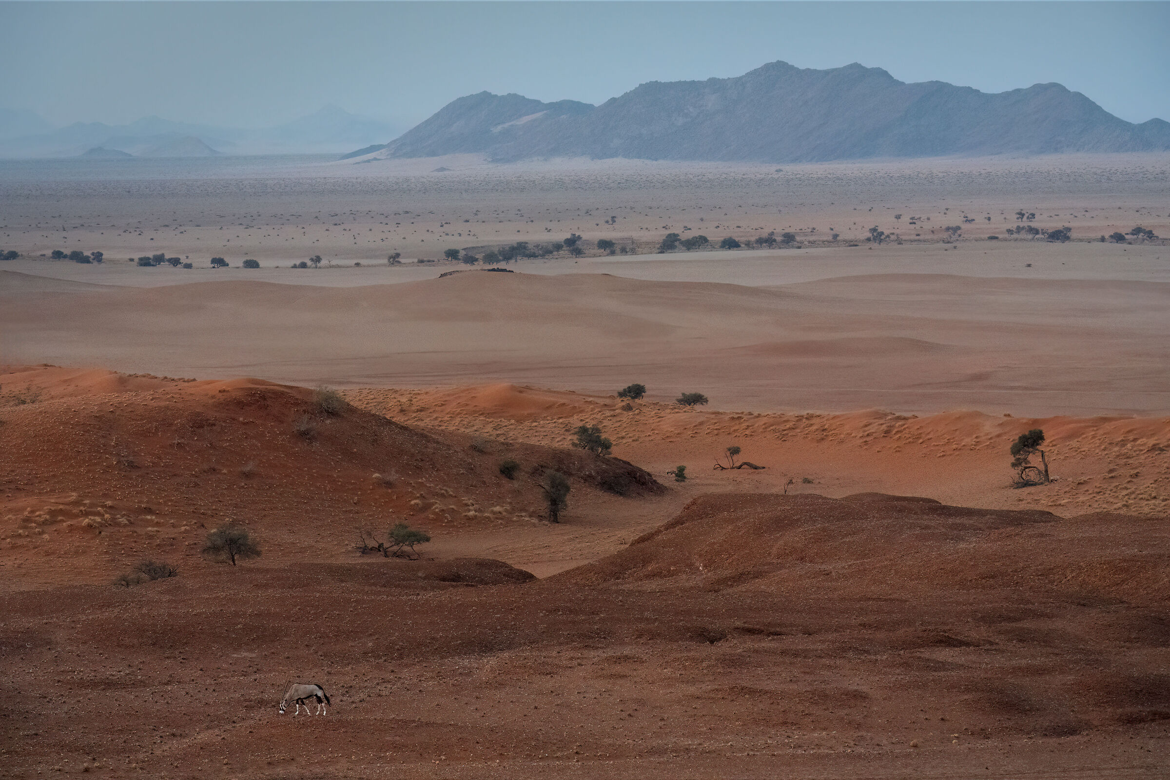 Orice nel deserto del Namib