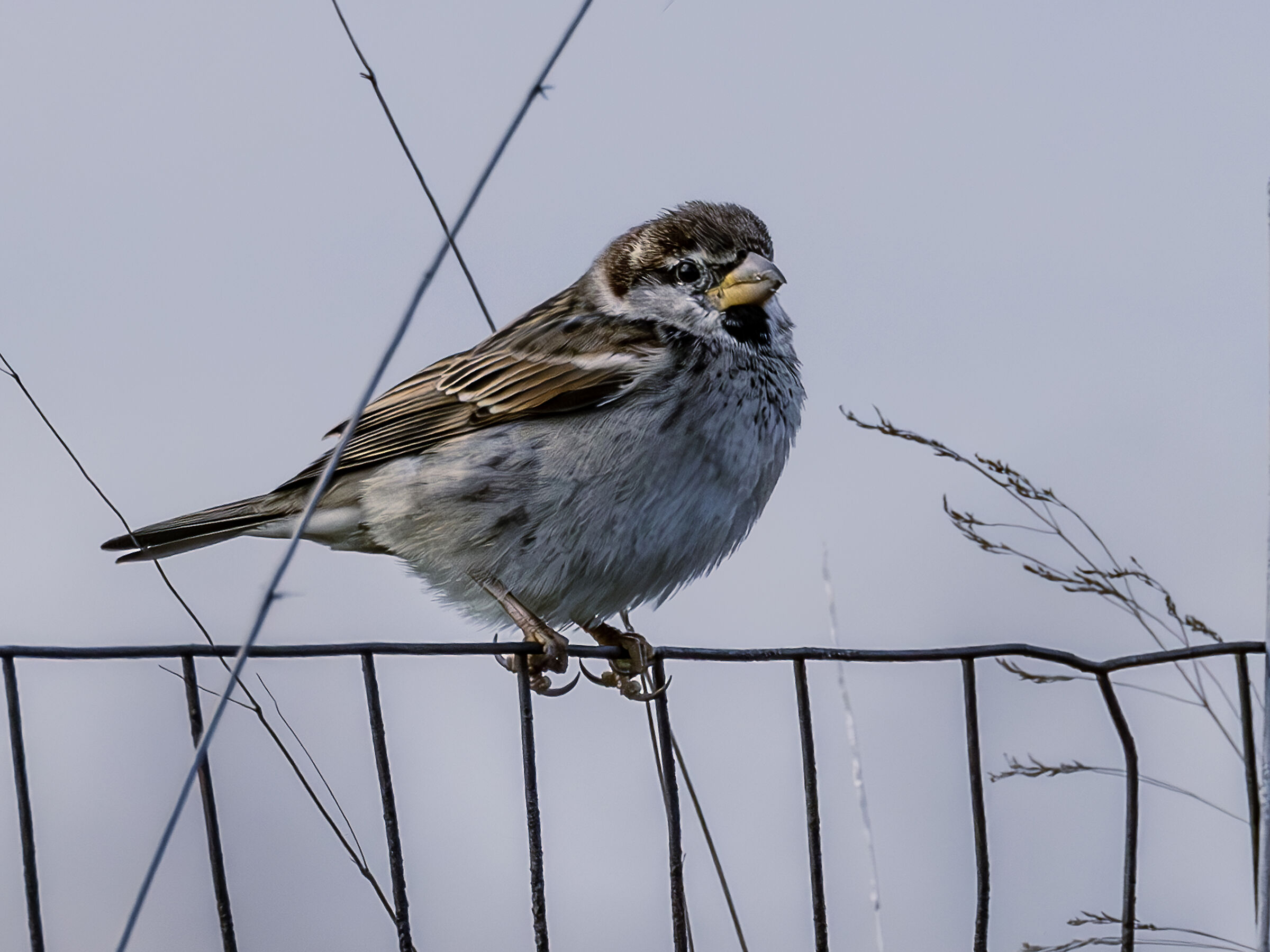 male sparrow