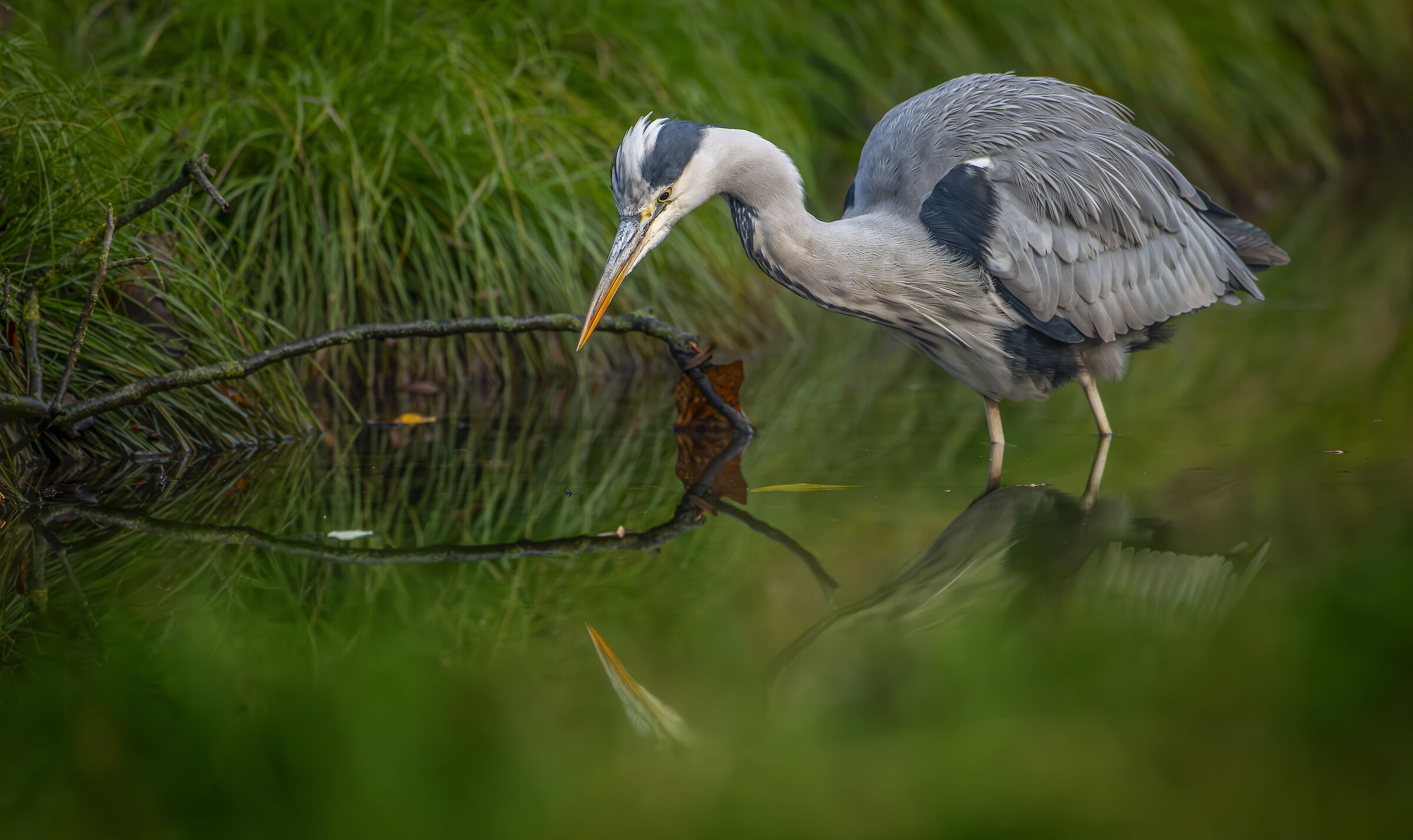 Grey heron