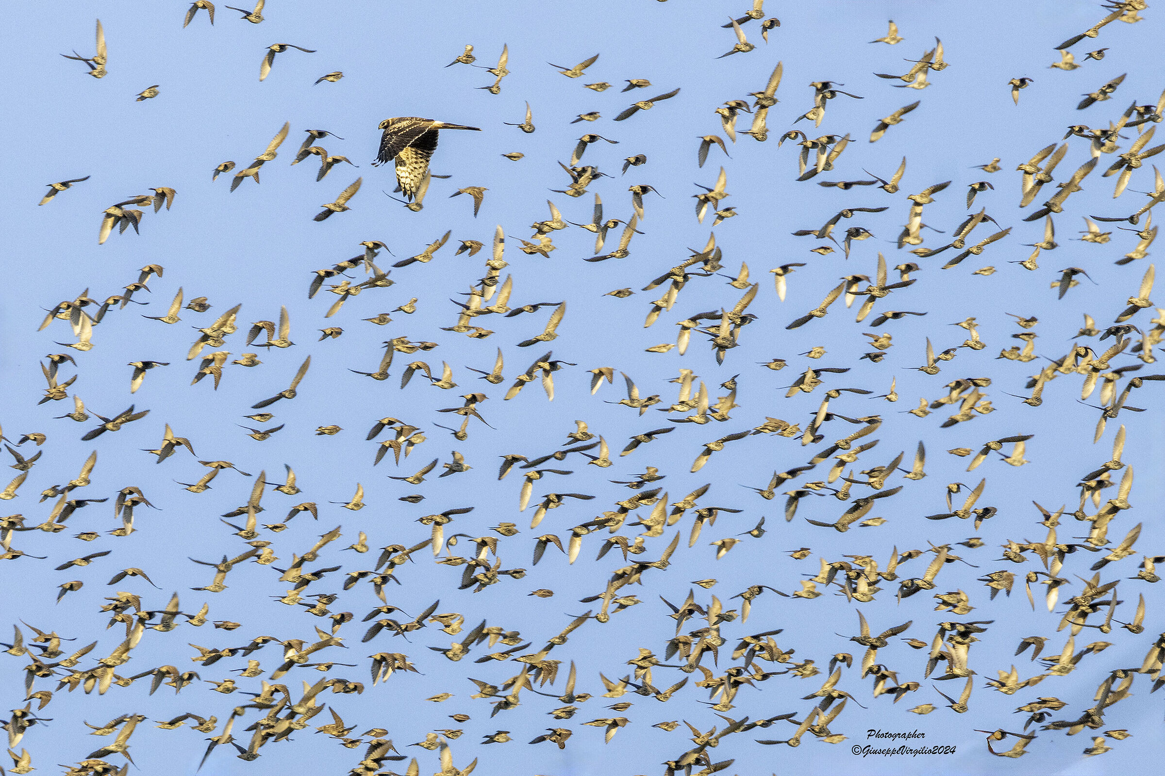 Pale Harrier (Sardinia 2024)
