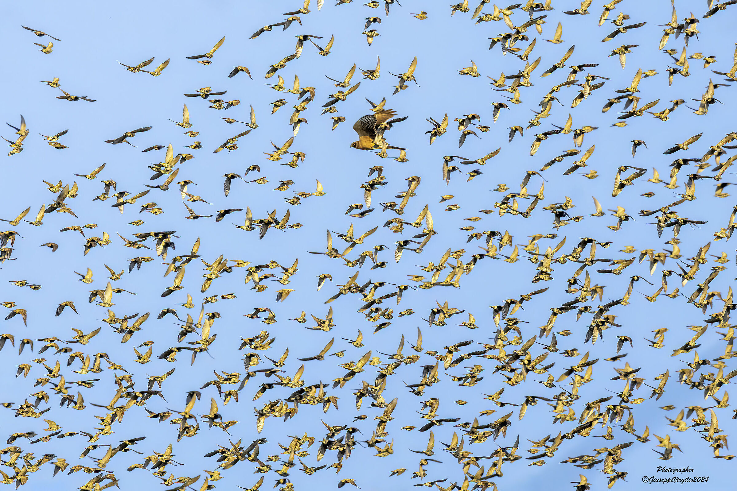 Pale Harrier (Sardinia 2024)