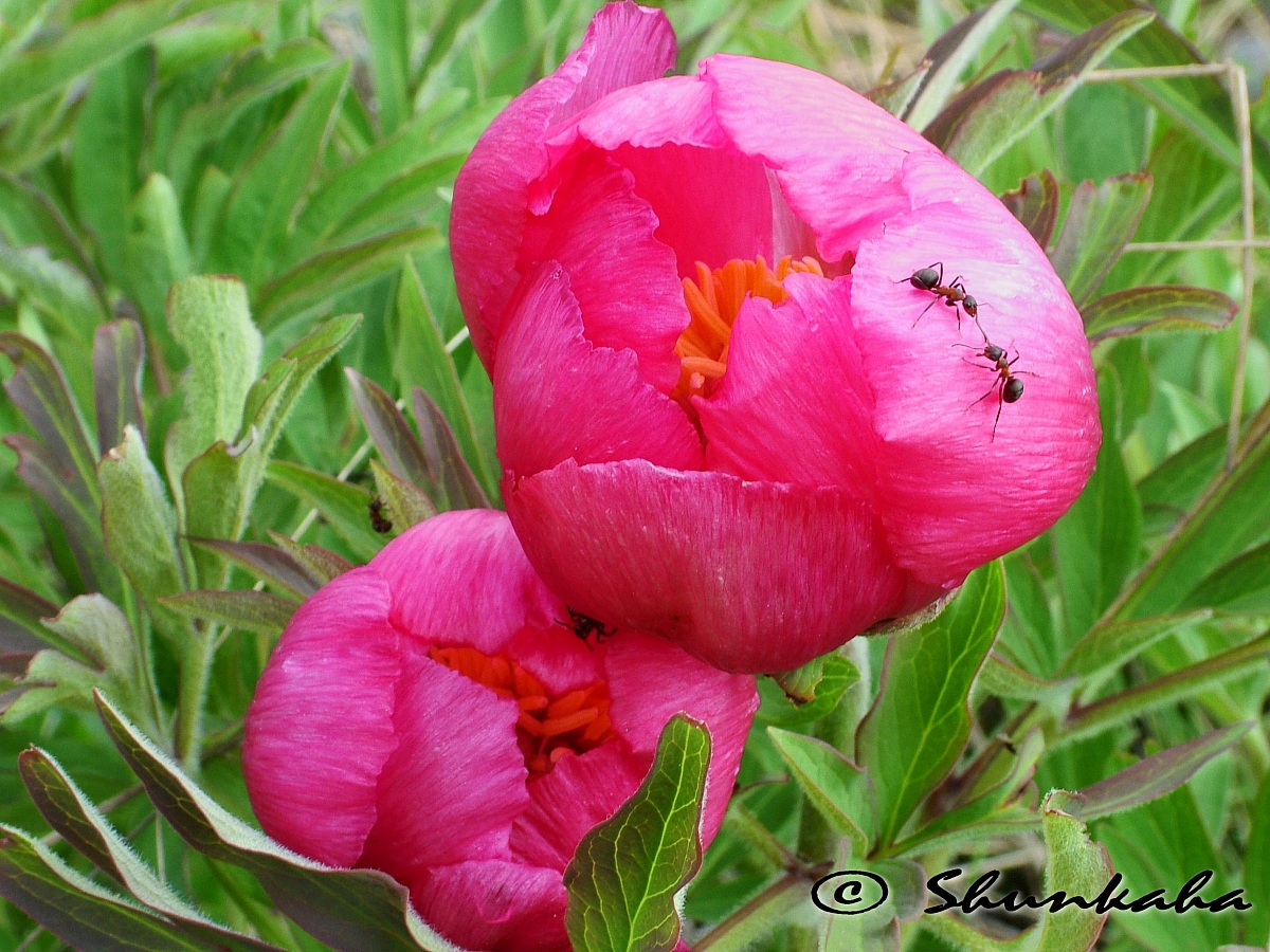 Paeonia officinalis