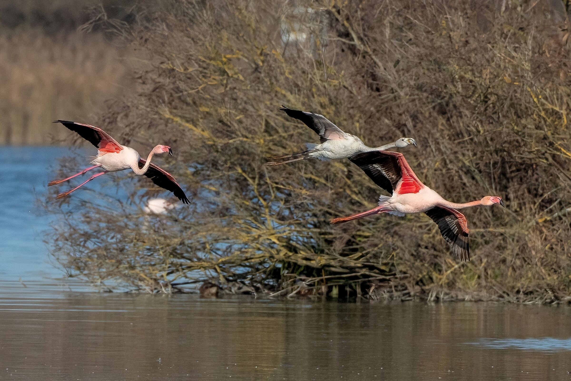 Fenicotteri rosa (Phoenicopterus roseus)