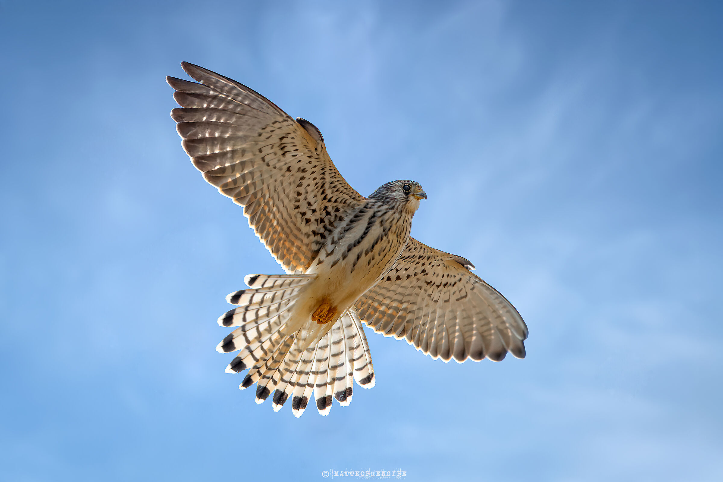 Lesser Kestrel in Holy Spirit