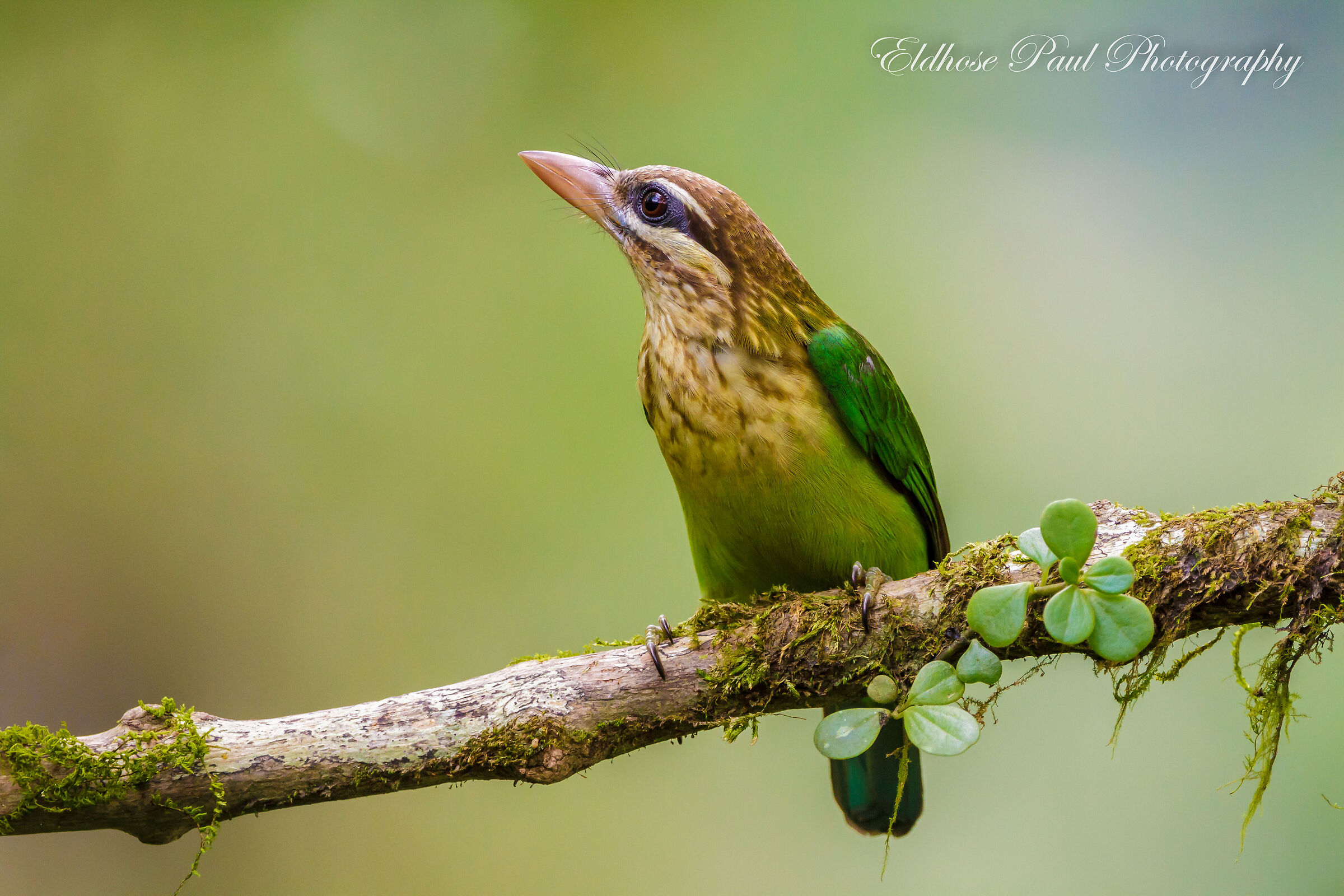 Barbet dalle guance bianche