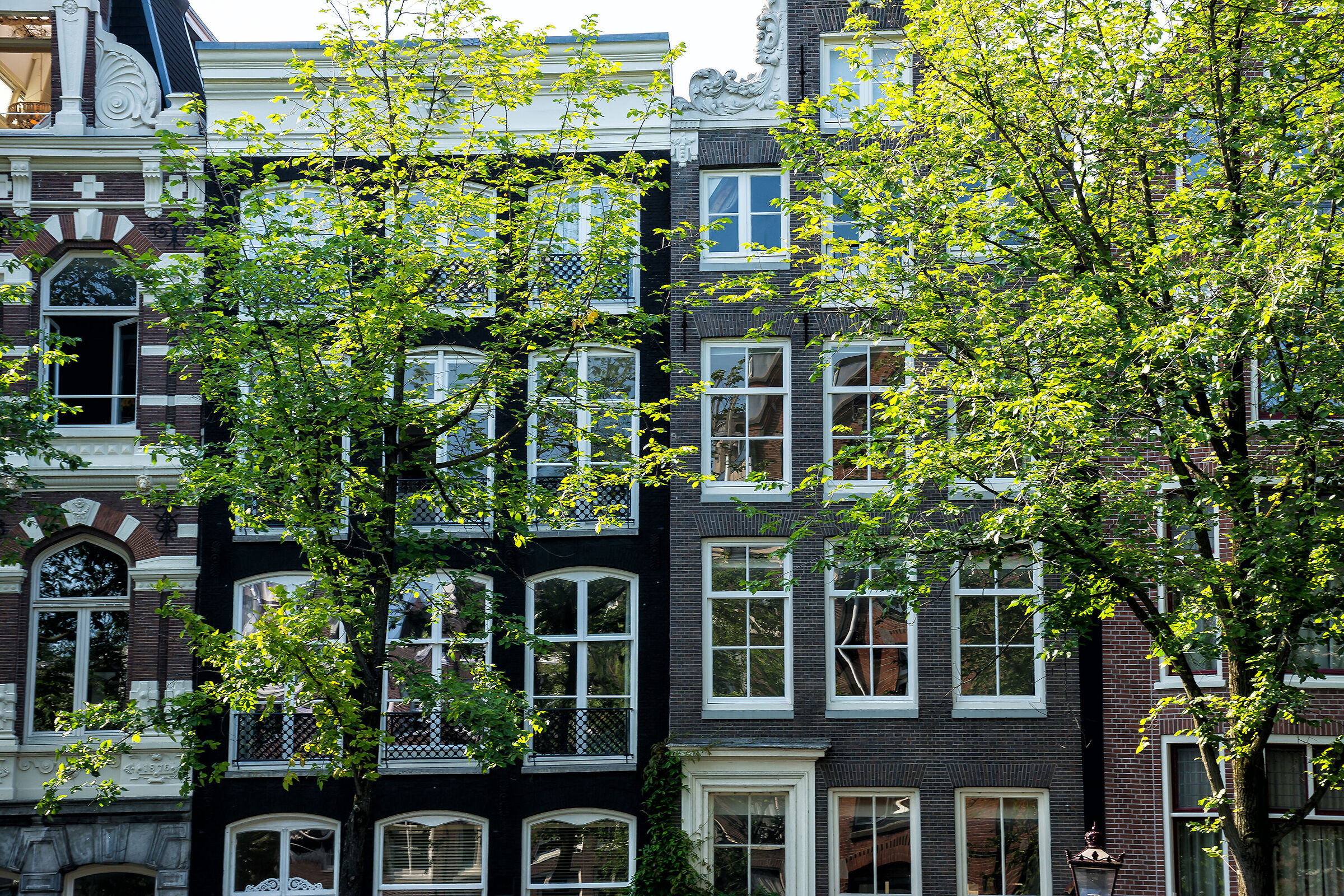 The houses and the trees