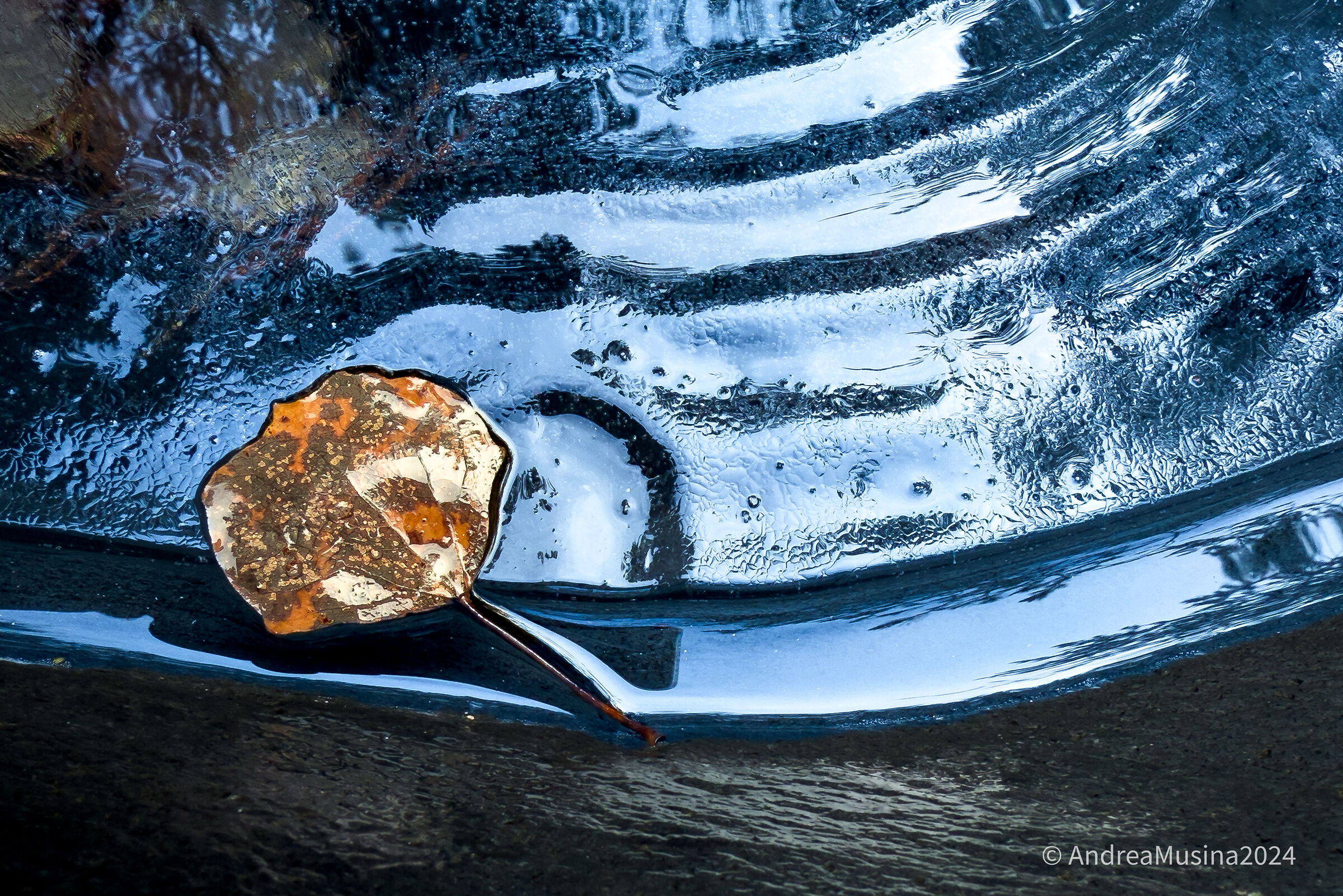 Leaves in the ice 20