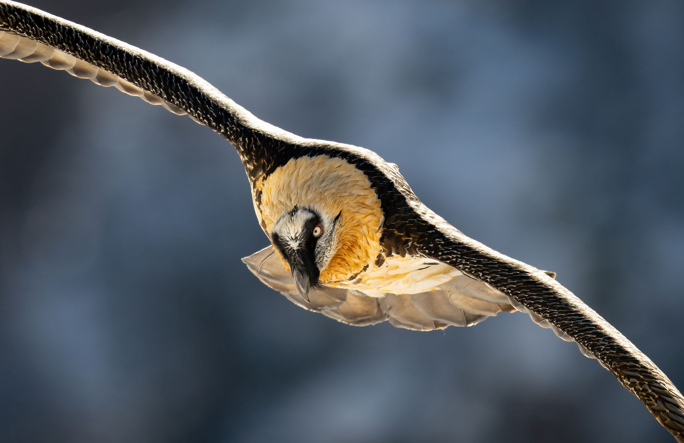 Gypaetus barbatus - Gran Paradiso National Park