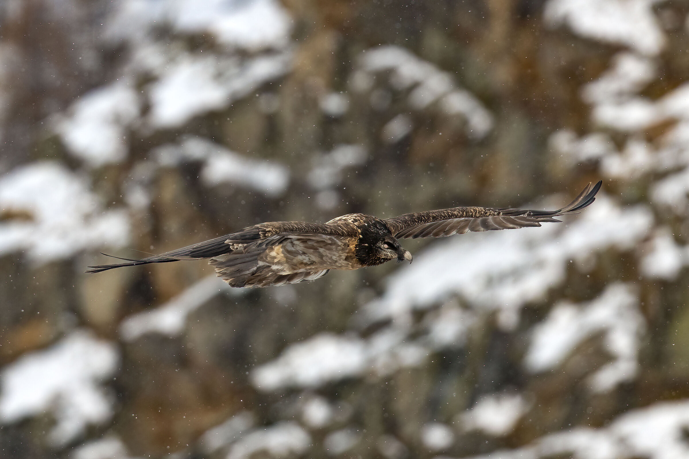 Gypaetus barbatus - Gran Paradiso National Park