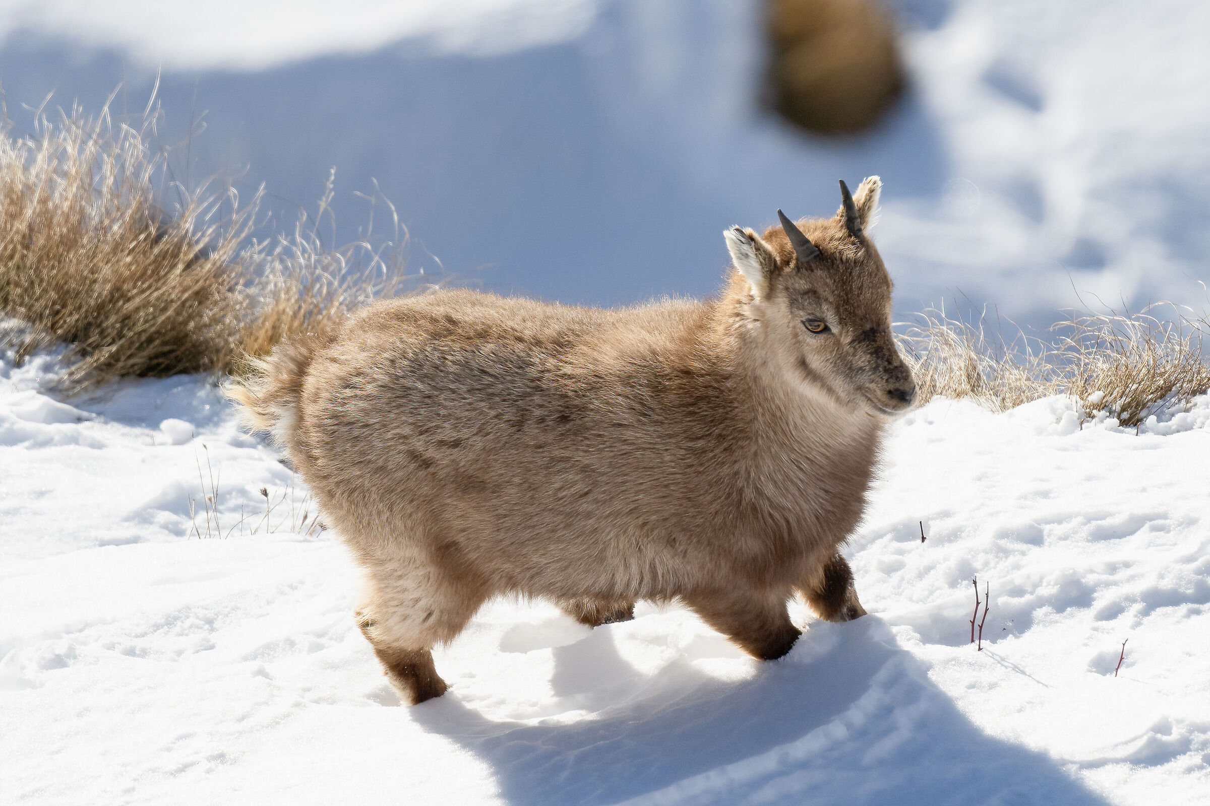 Ibex - Gran Paradiso National Park