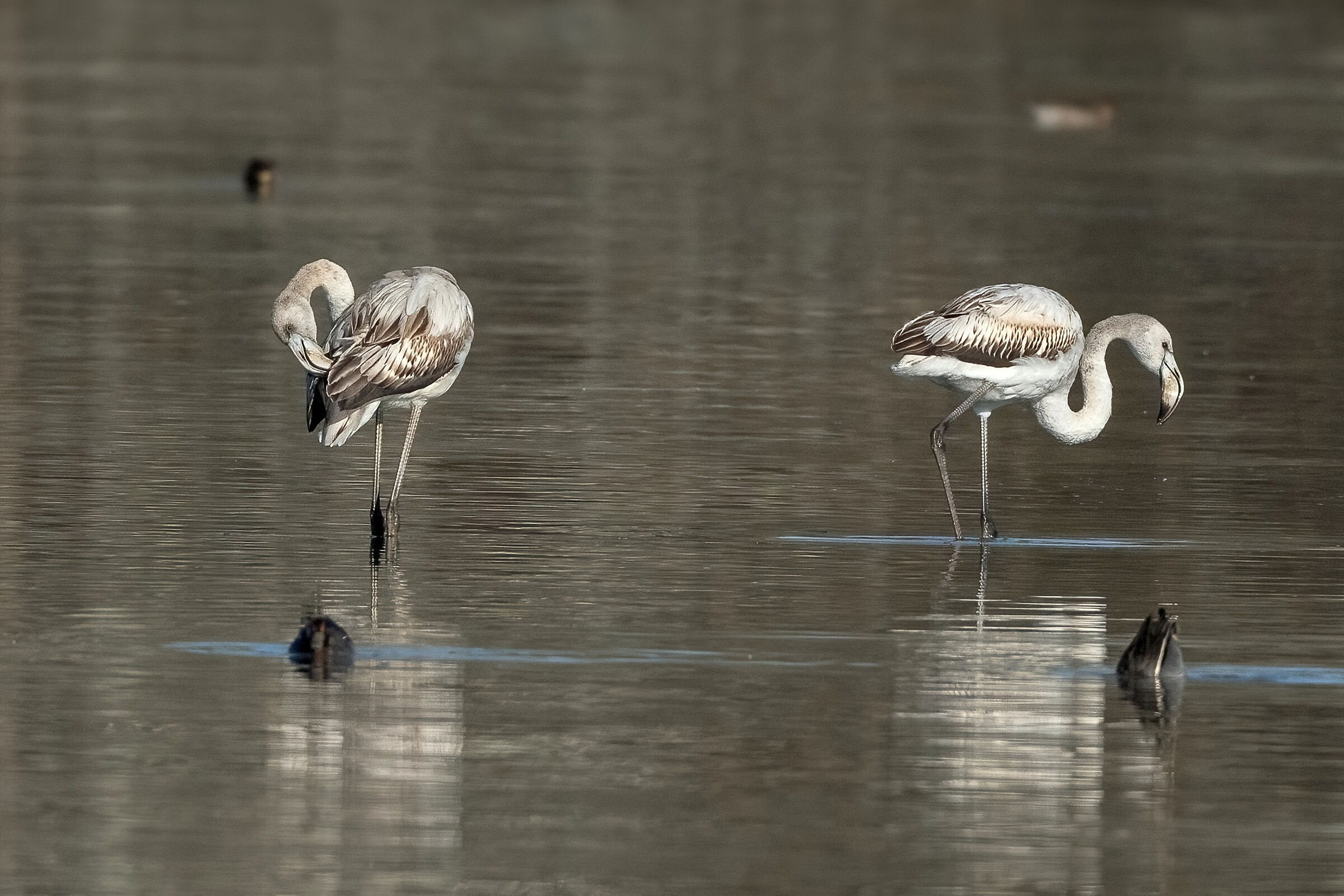 Giovani Fenicotteri rosa