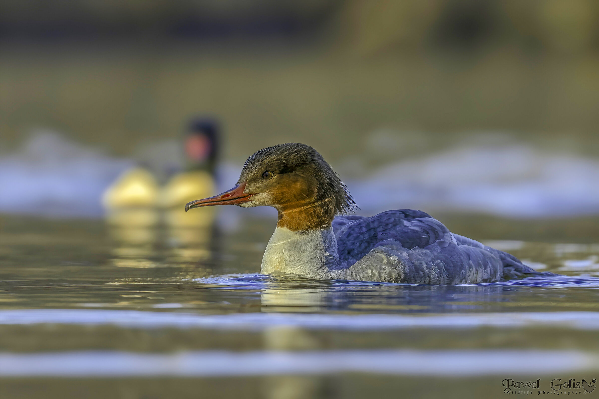 Mergus merganser (Smergo comune)