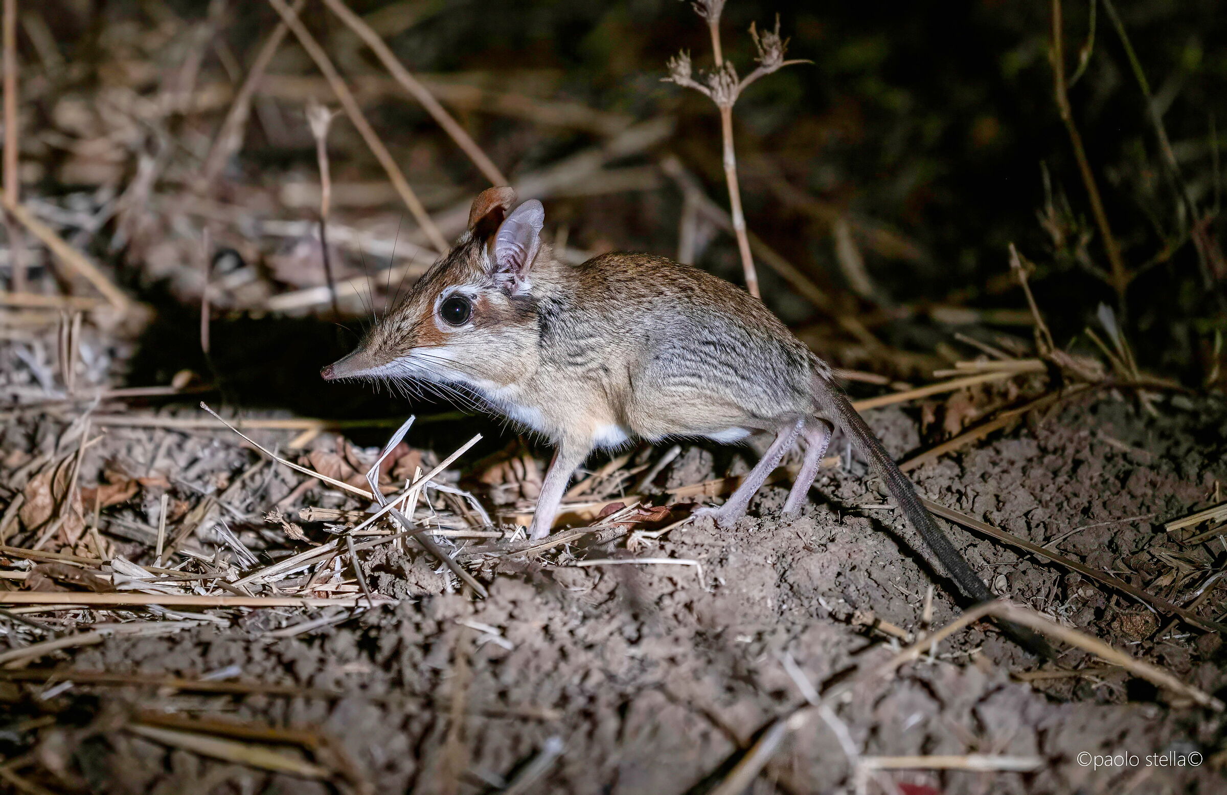 Elephant shrew