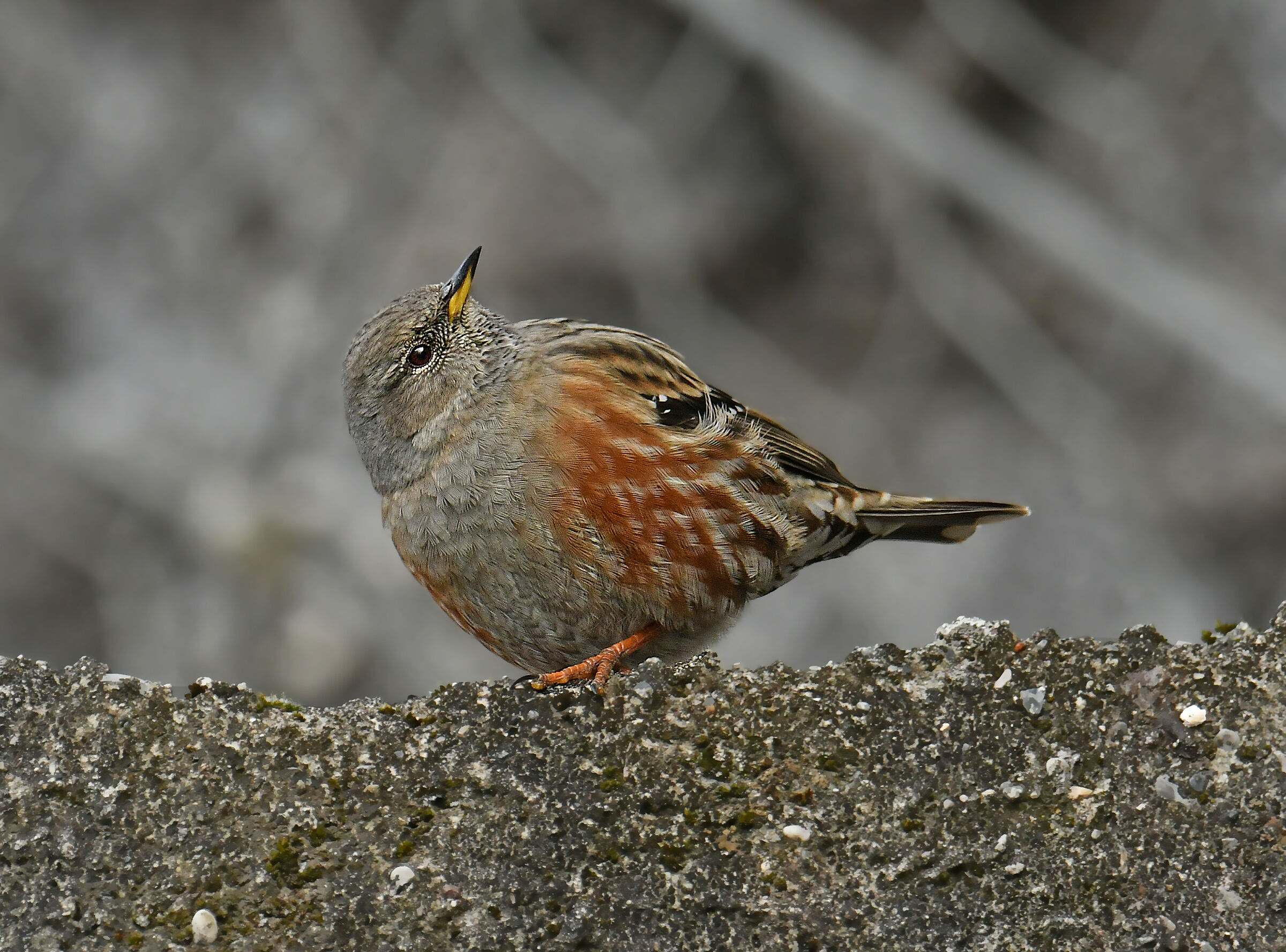ALPINE ACCENTOR
