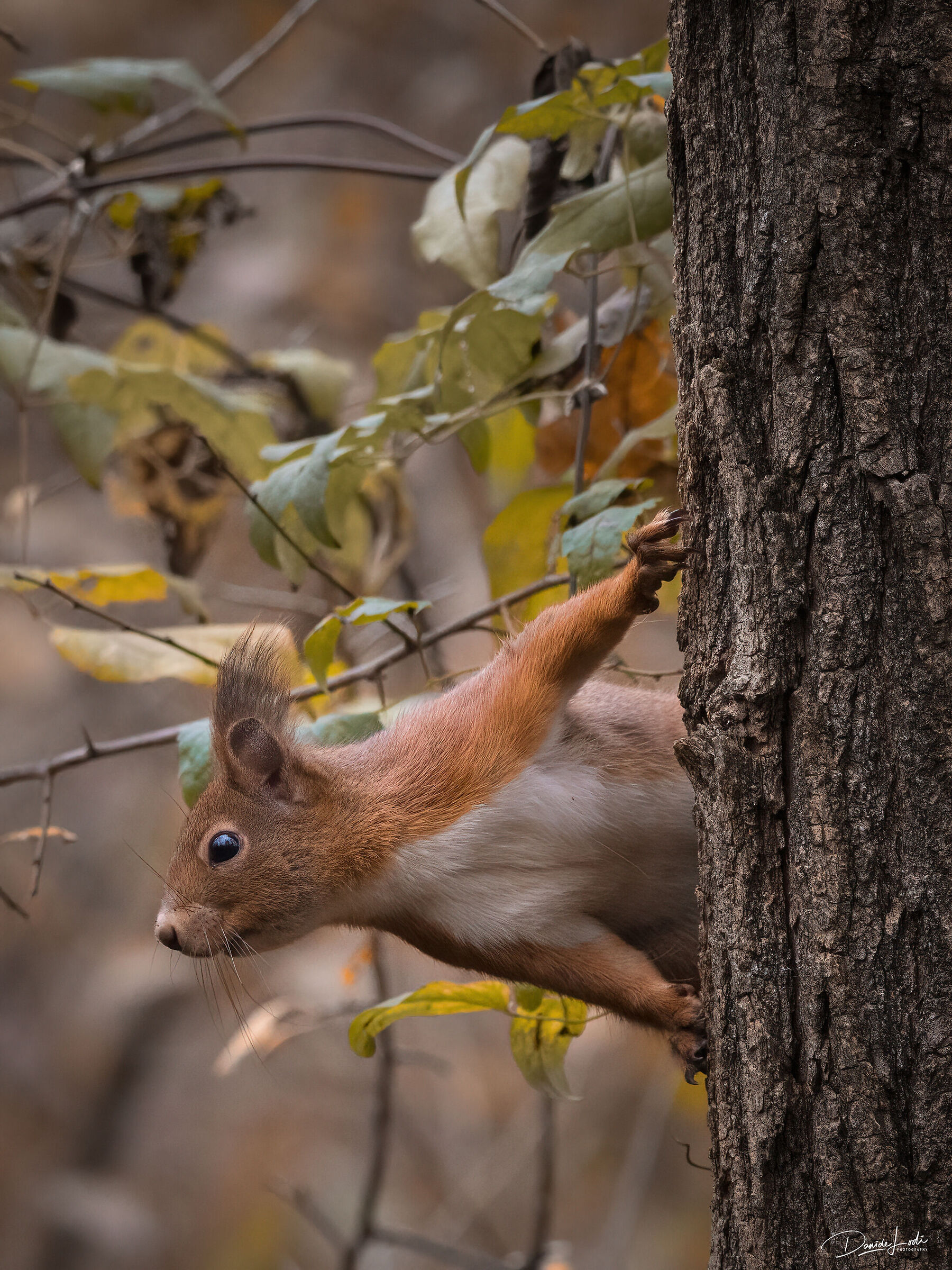 Squirrel