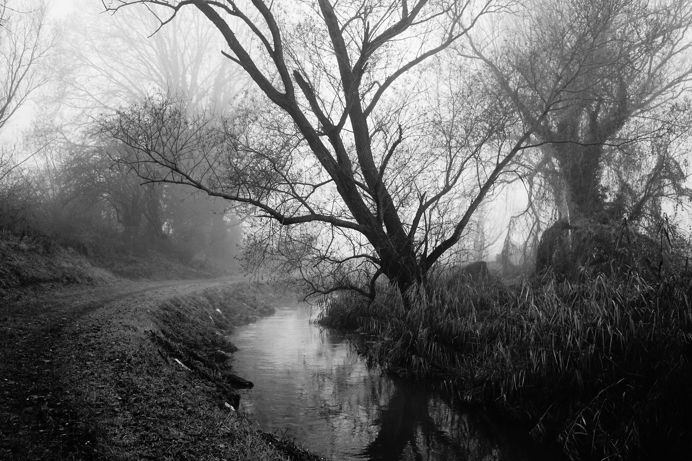 mentre prepari lo scatto, le anatre passano