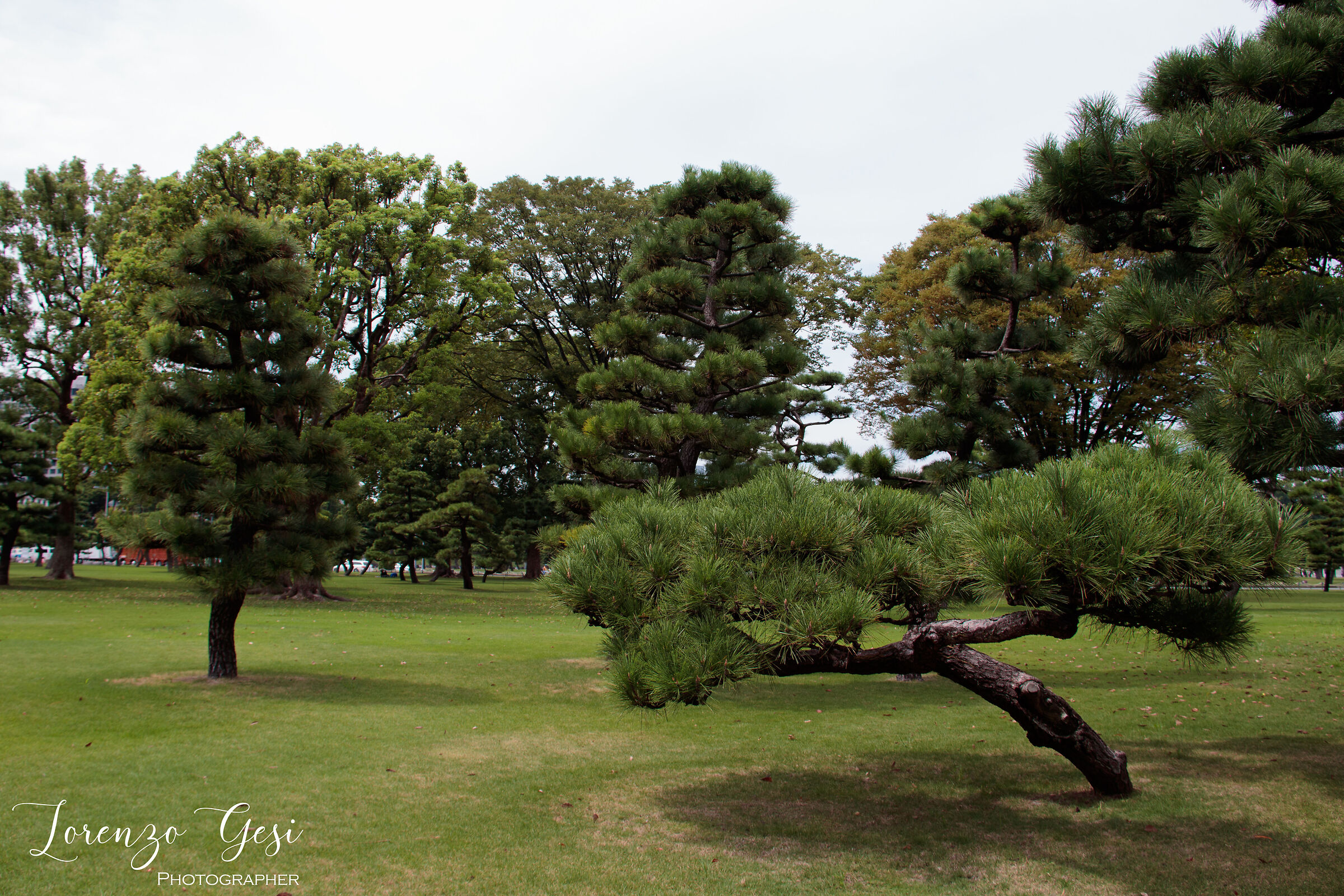 Tokyo - Giardini Anteriori Palazzo Reale