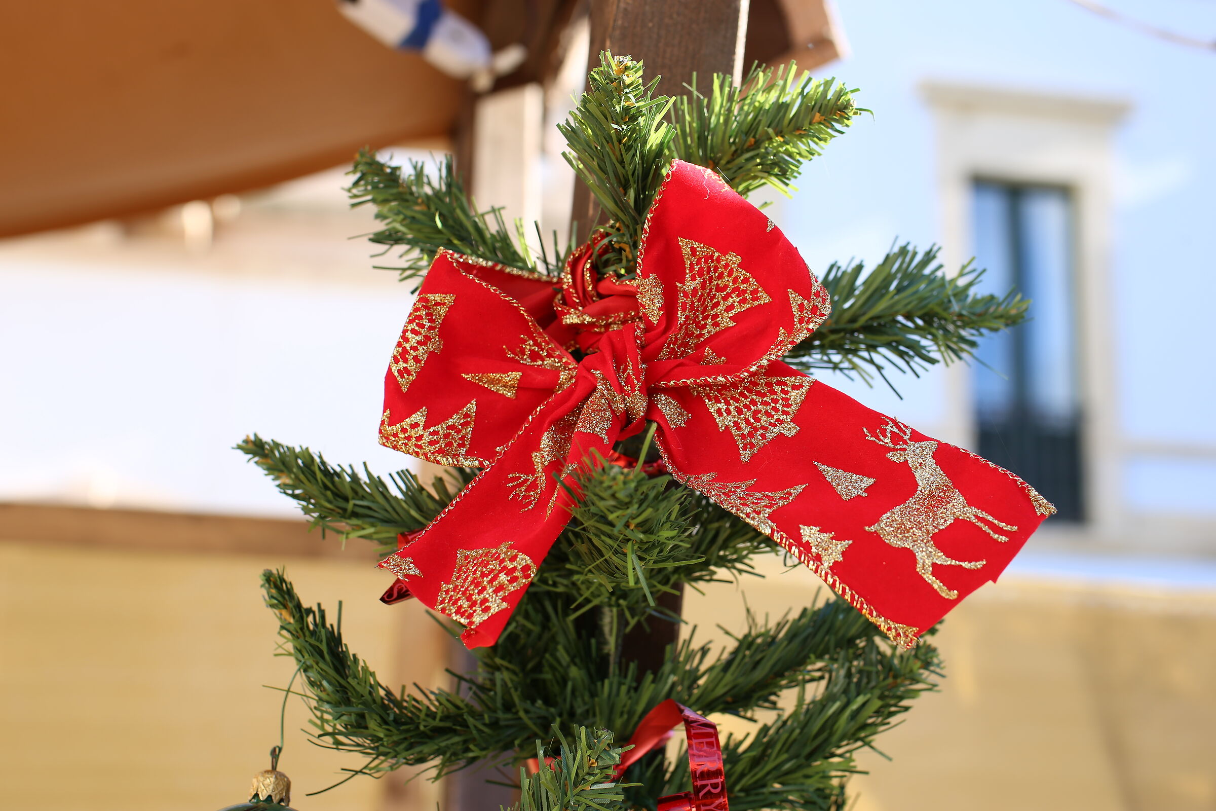 Milvus Zeiss 50, 1.4- Canon 6 D