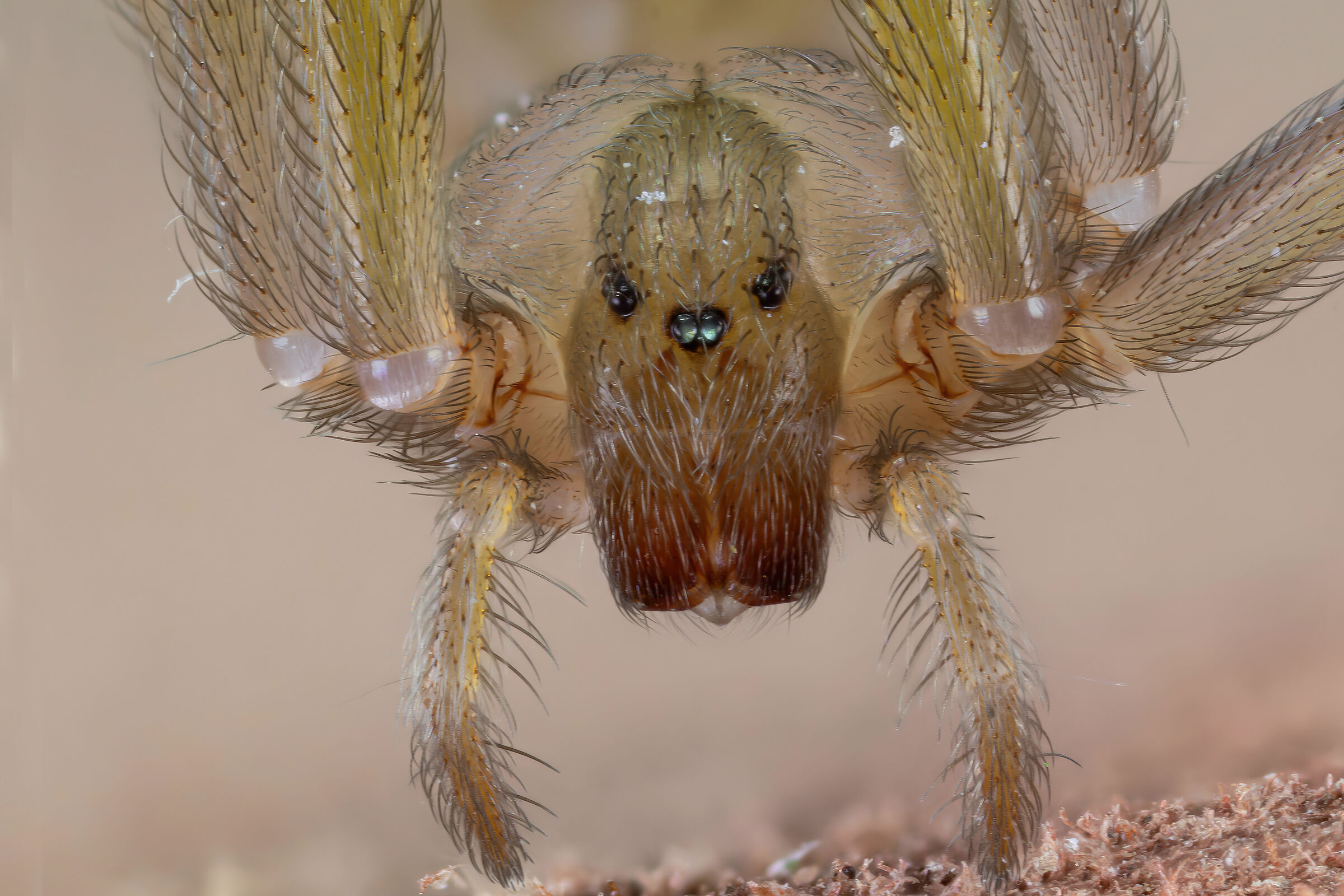 Loxosceles rufescens