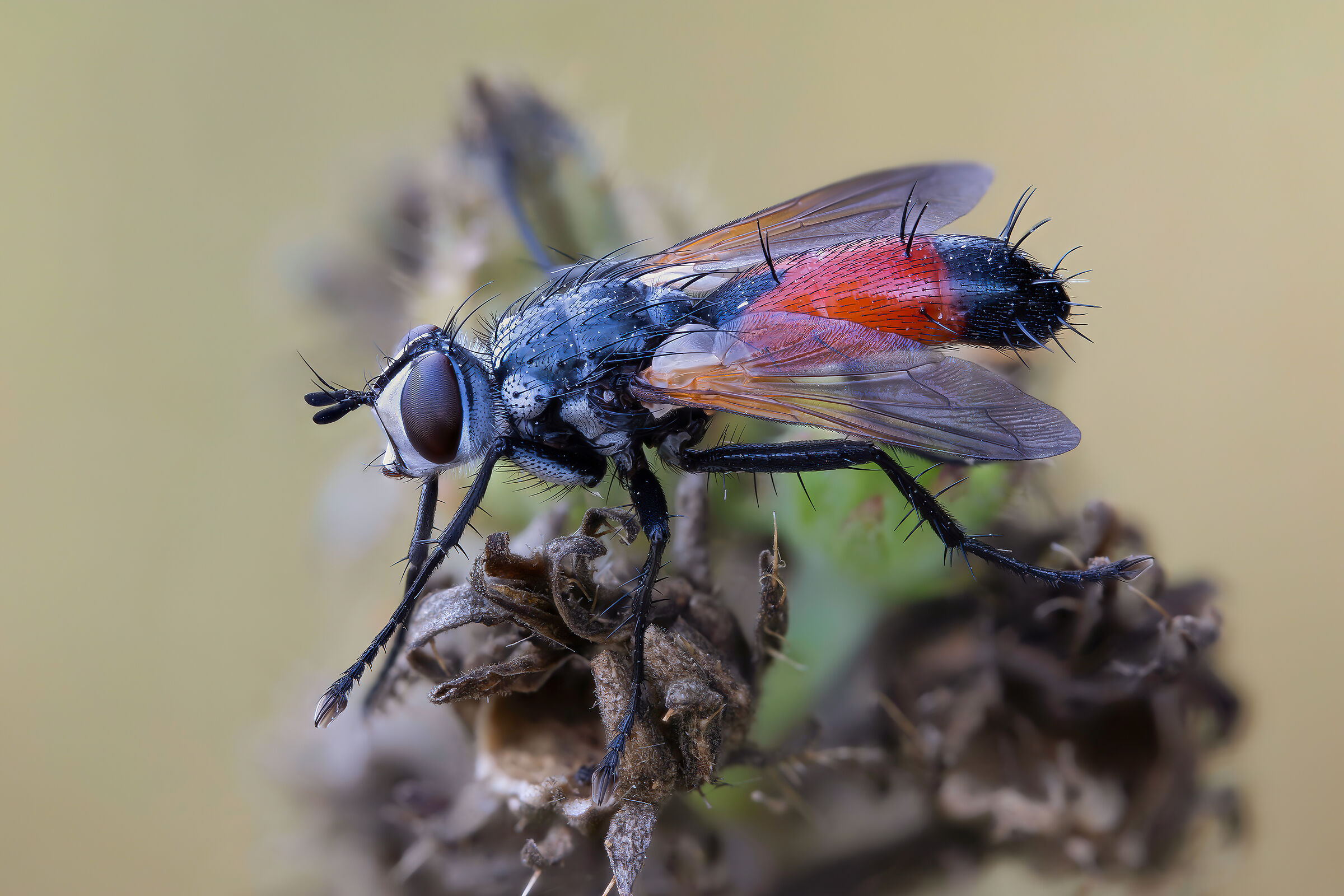 Cylindromyia sp. z o.o.