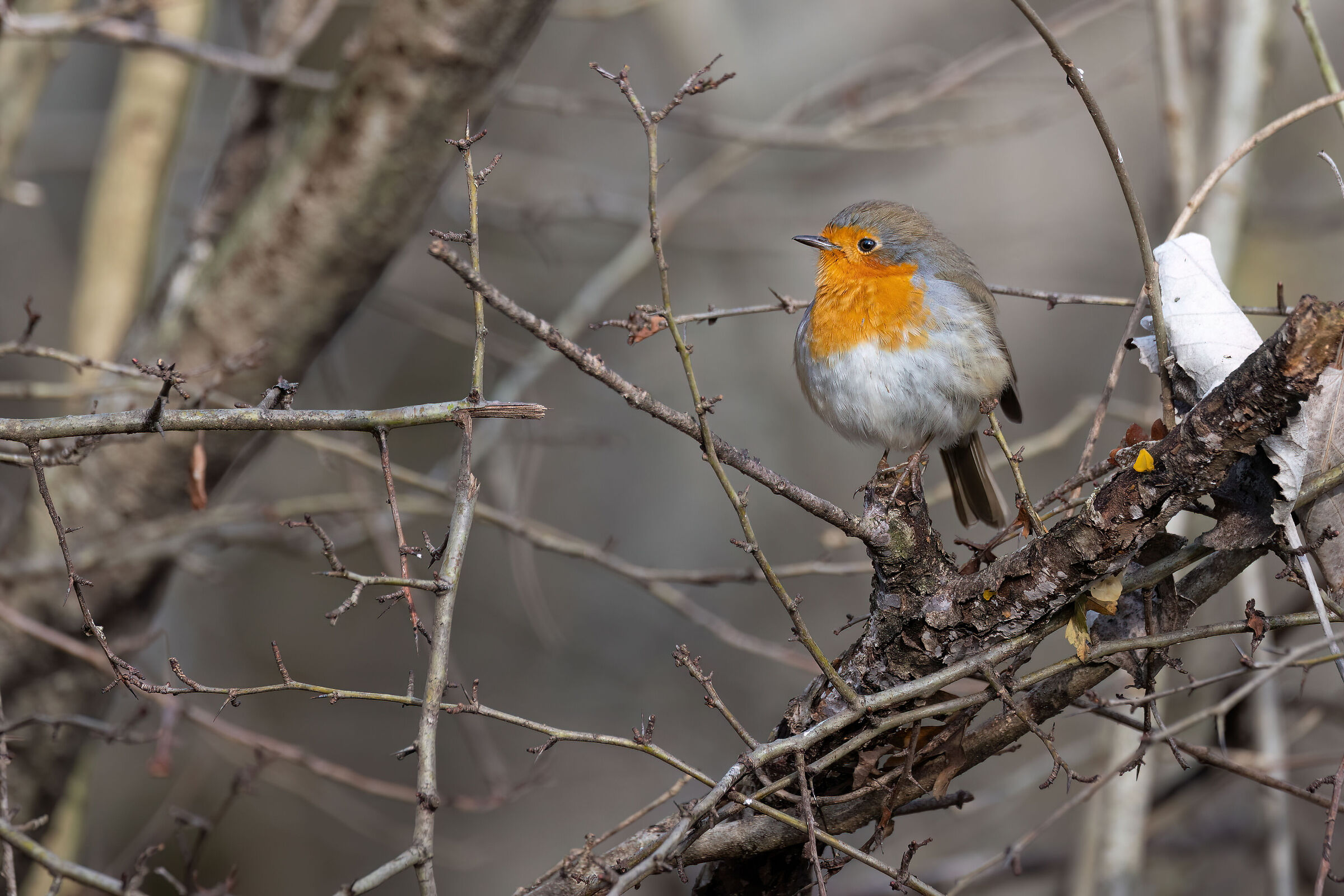 In the tangle of branches