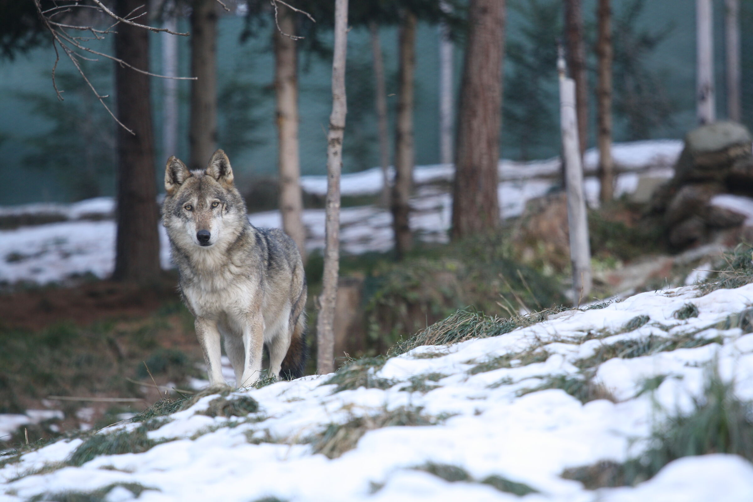 Wolf in the Rhemes Valley