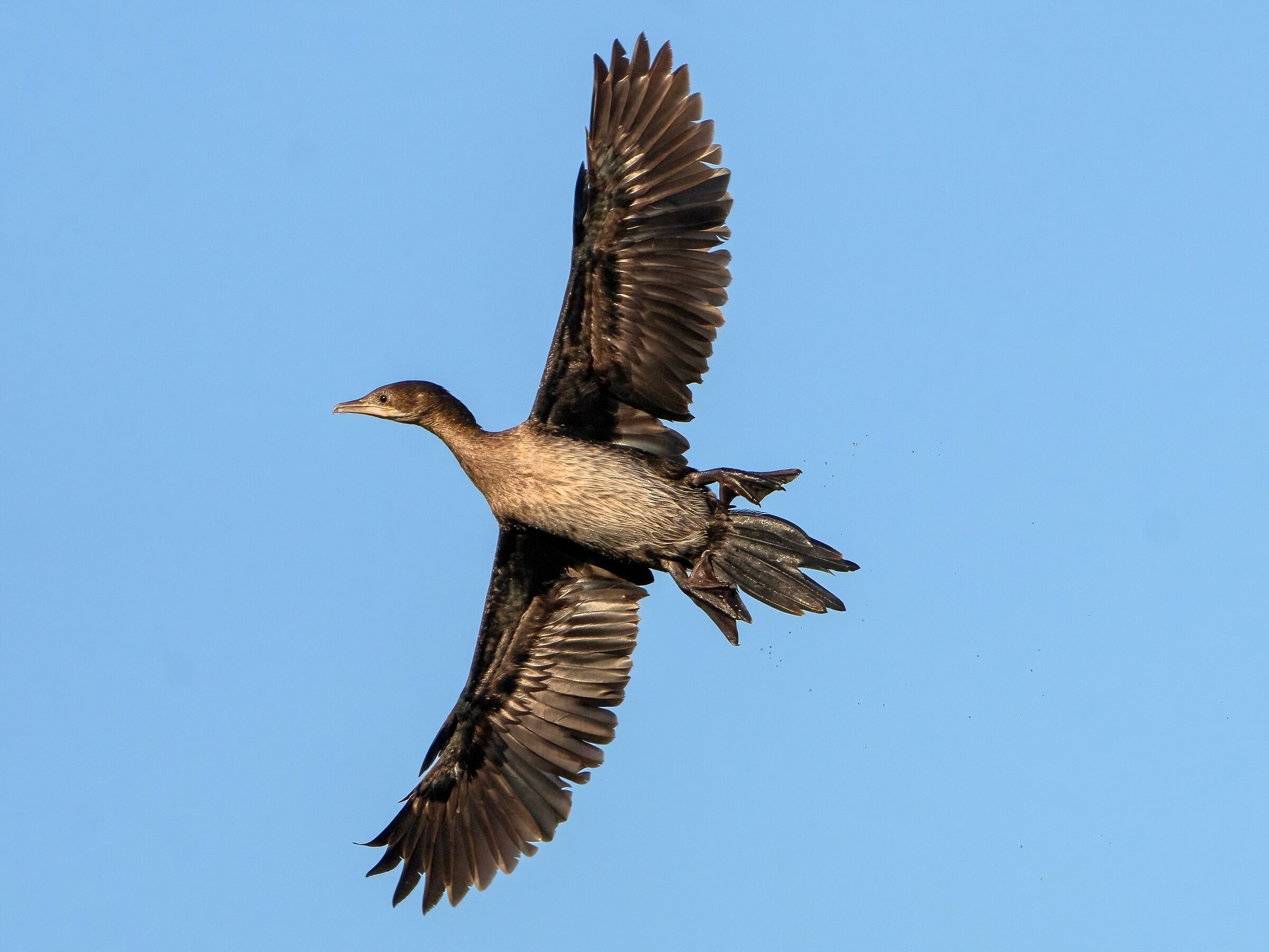 Cormorant