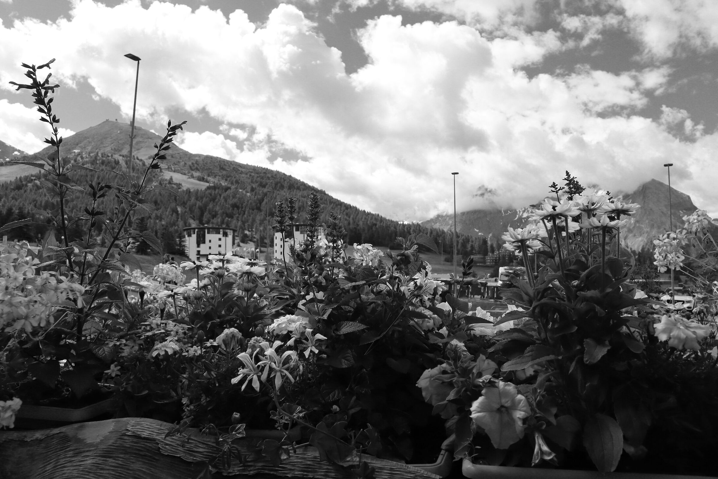 Flowers and Mountains