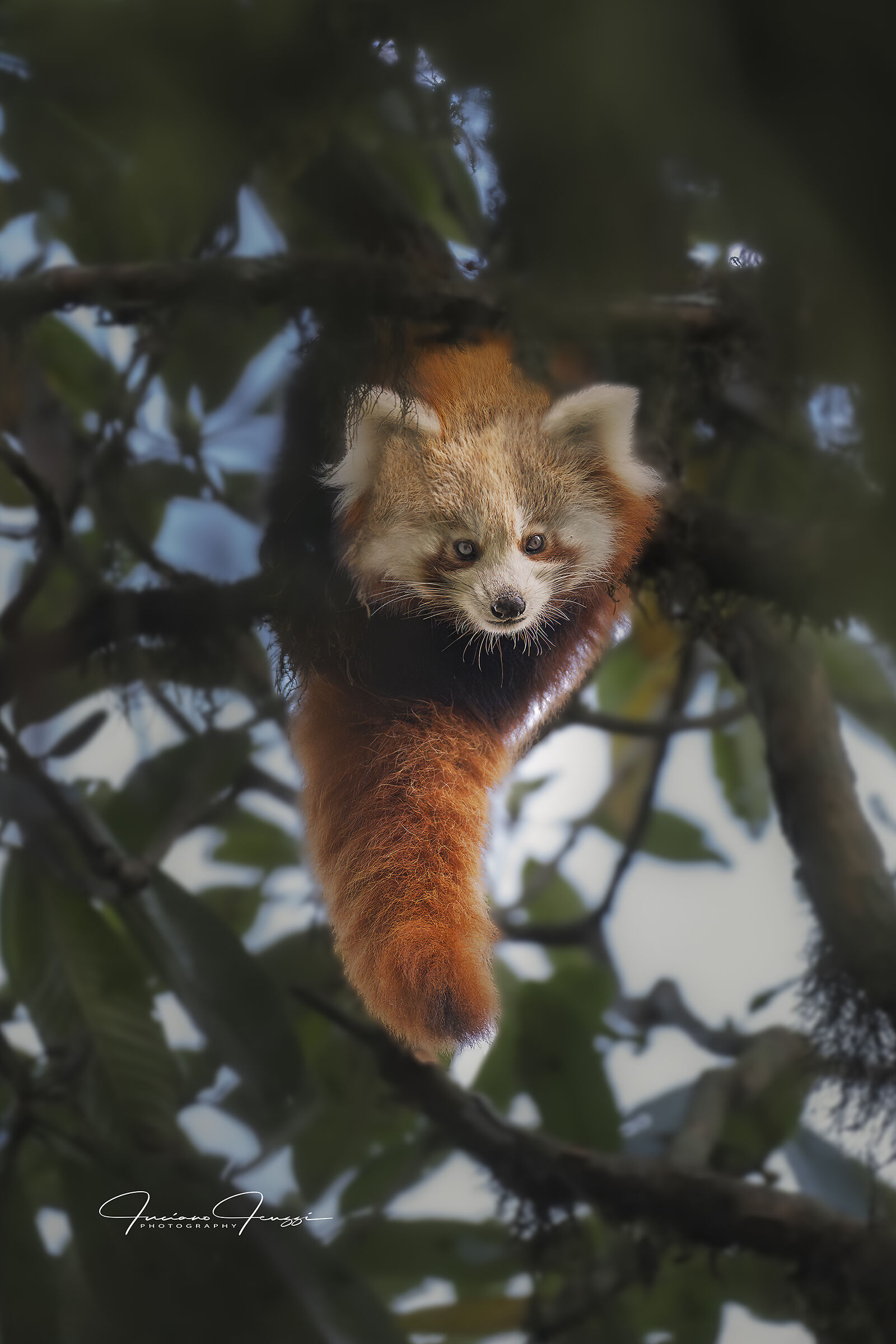 Red panda