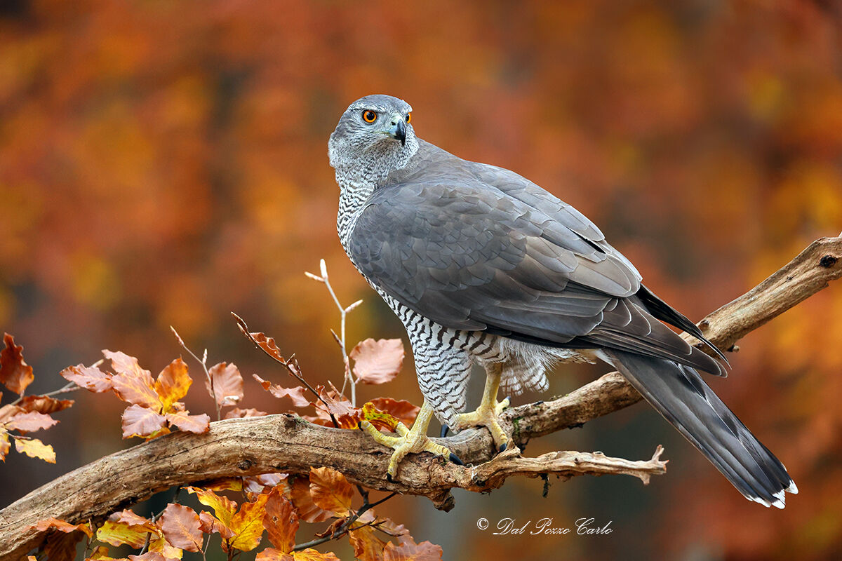 In the heart of autumn