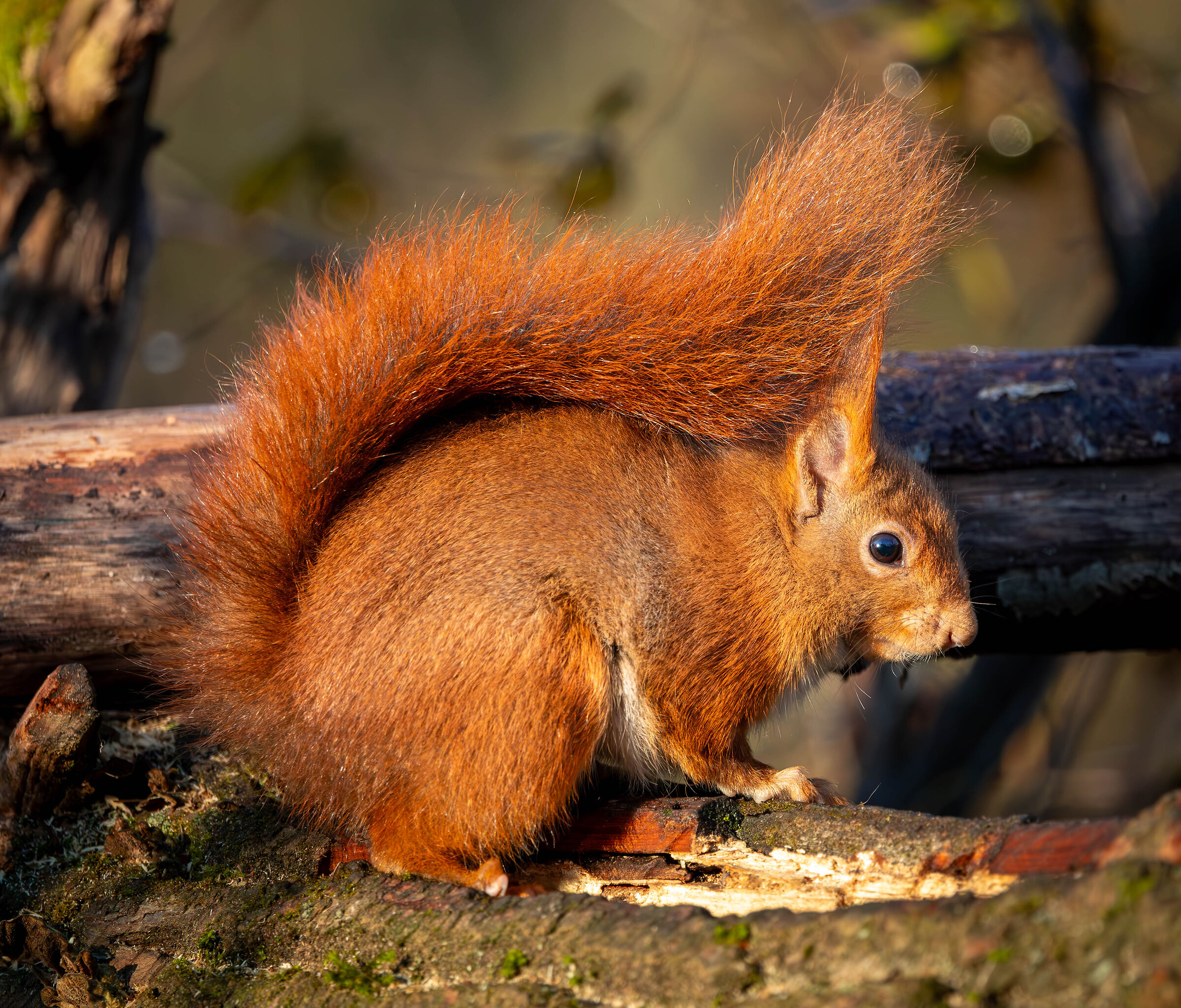 Red squirrel