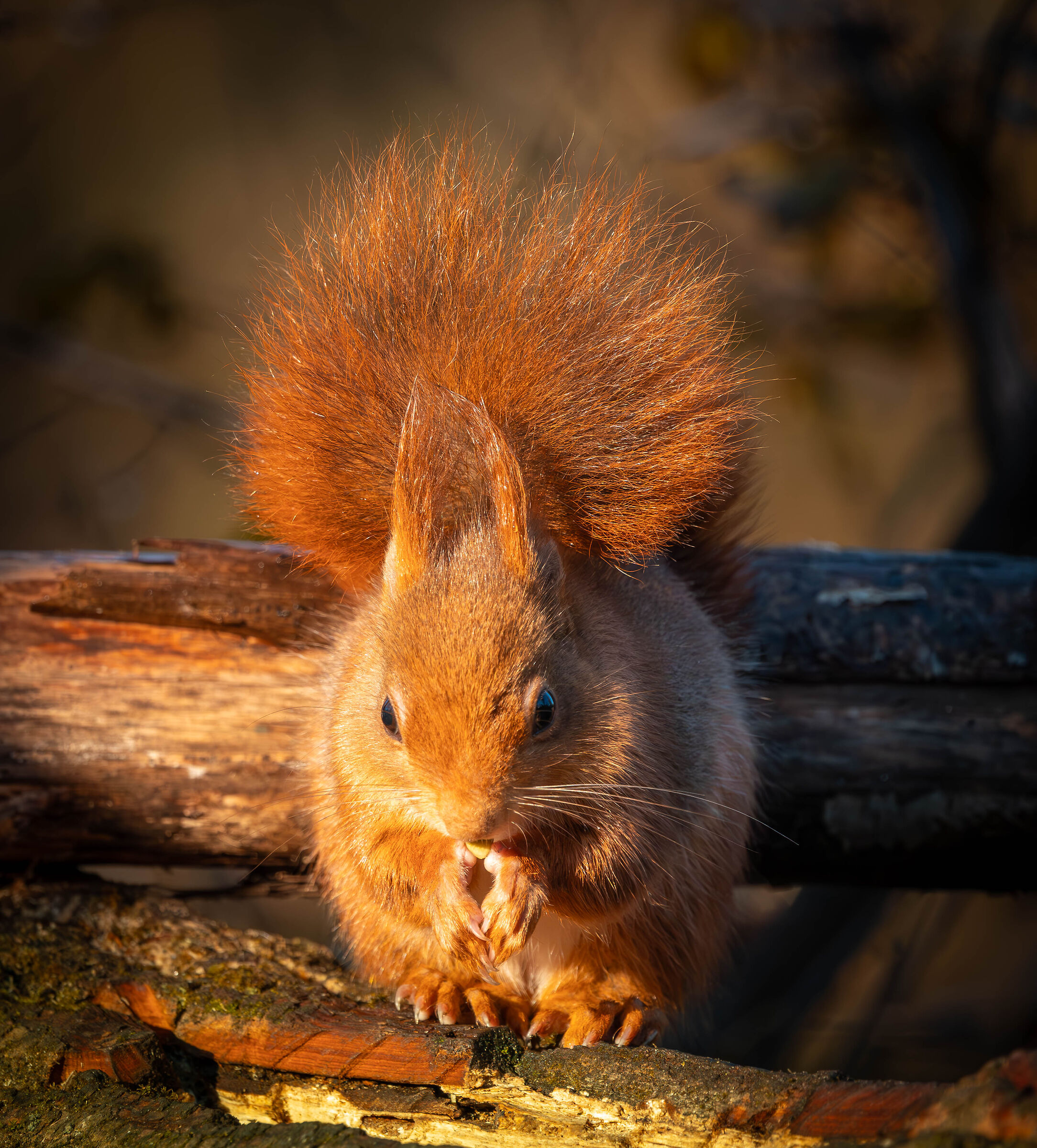 Red squirrel