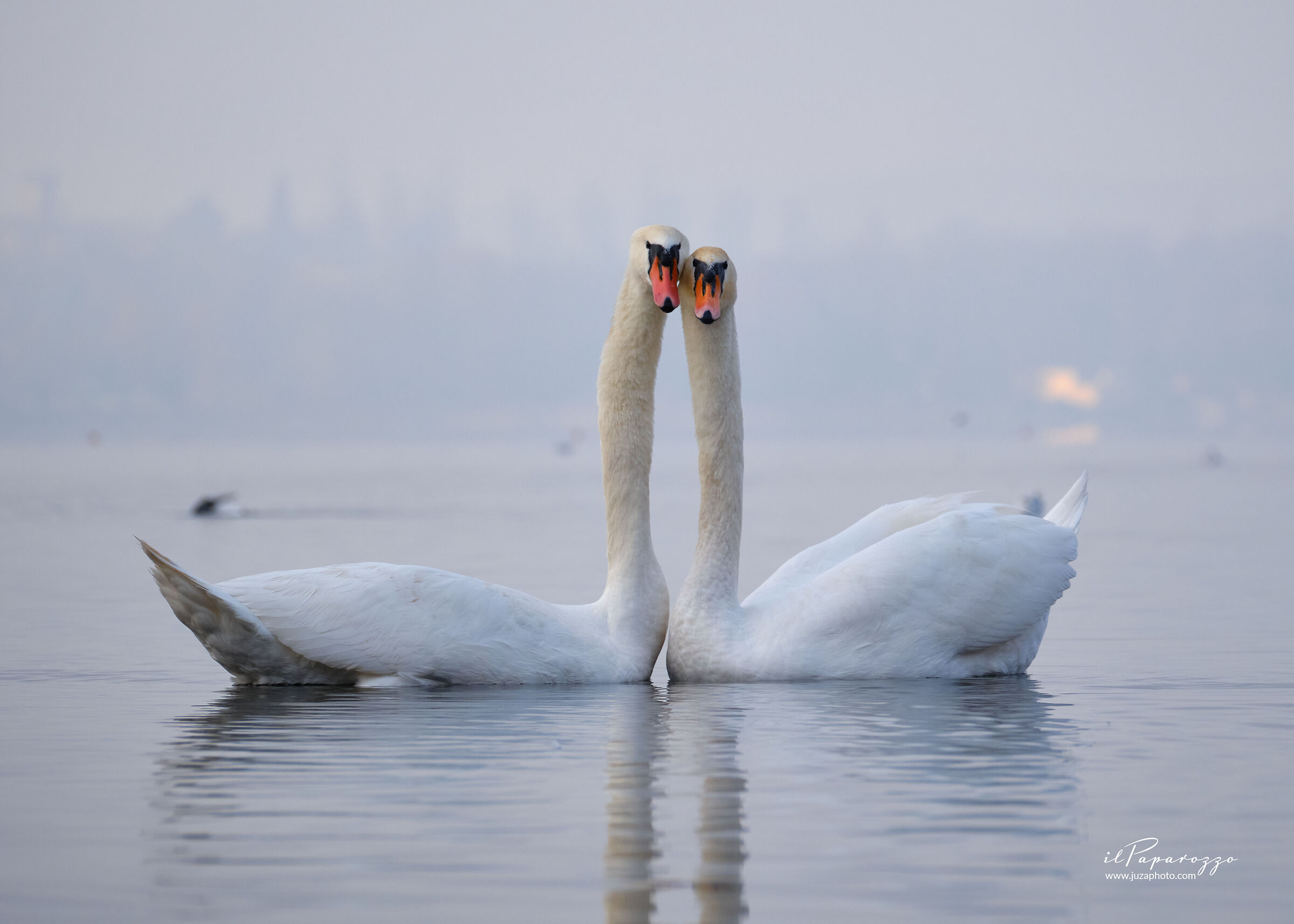 Coppia di Cigno Bianco Reale