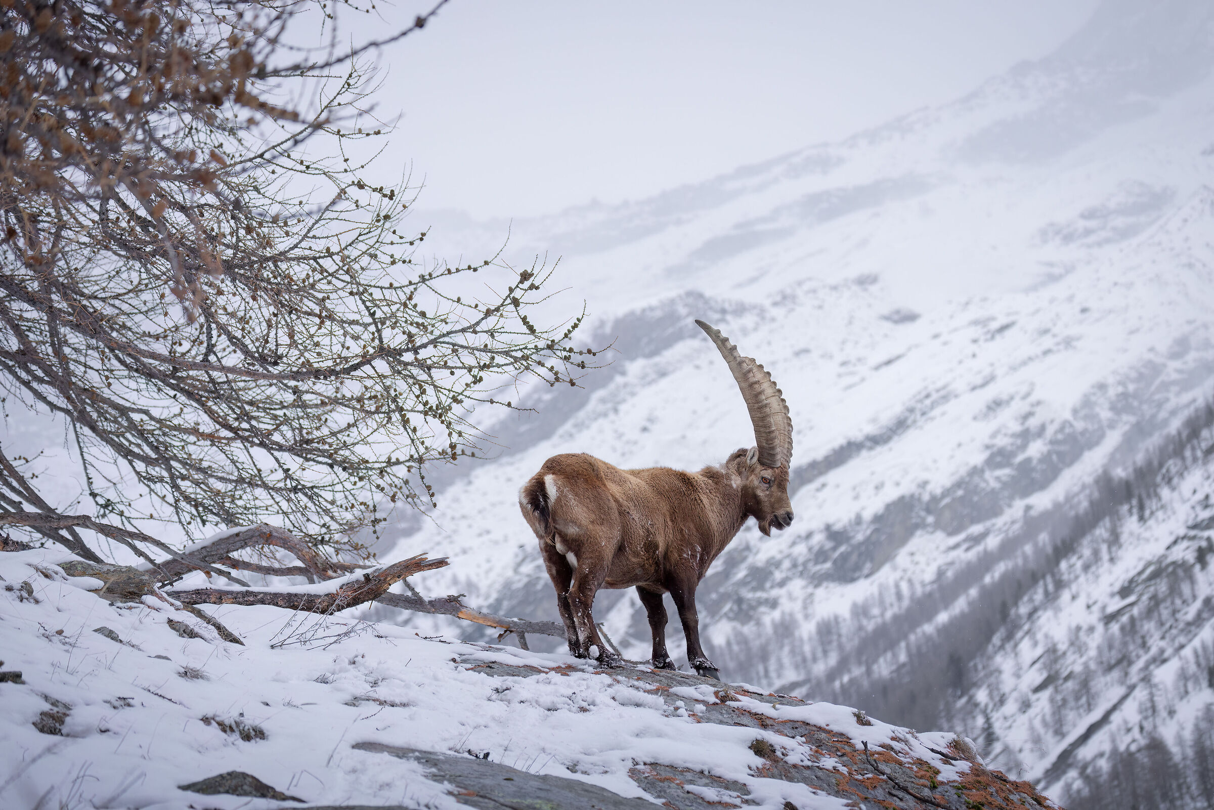Ibex