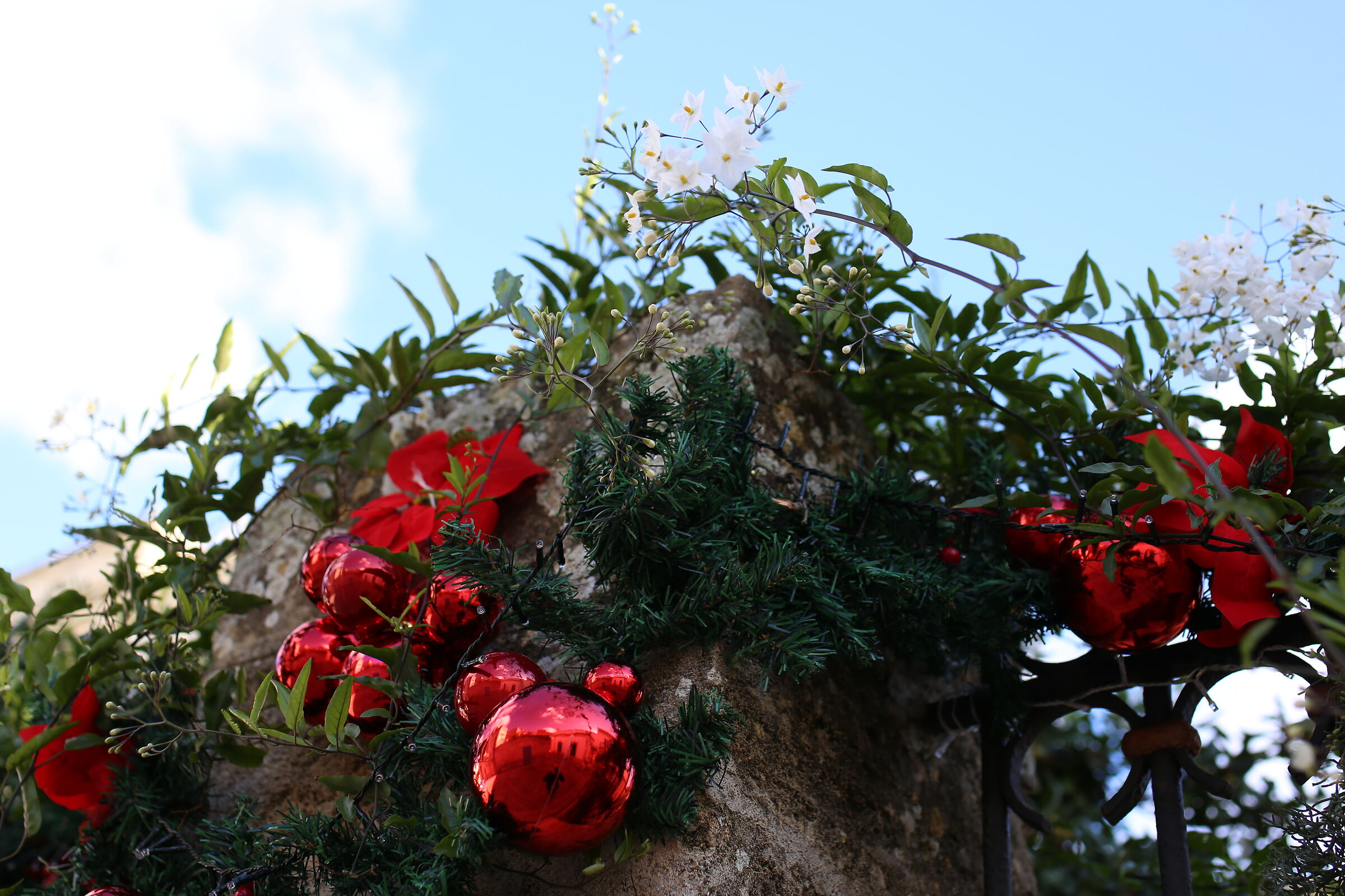 Ei, Milvus Zeiss 50, 1.4- Canon 6 D