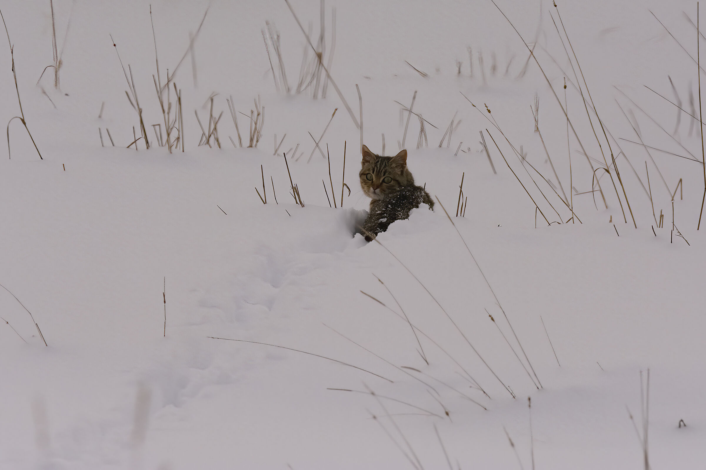wildcat