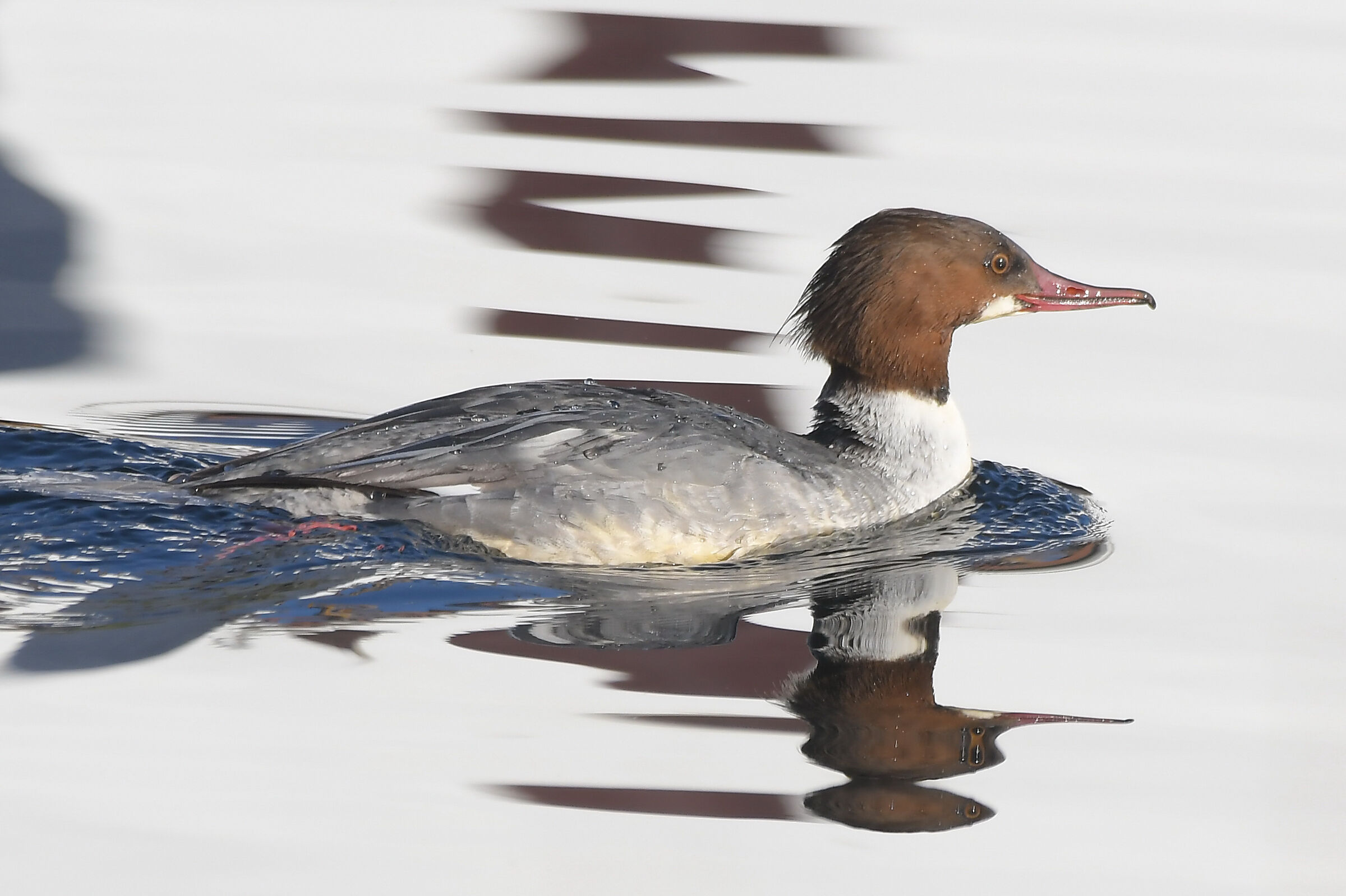 Mergus merganser